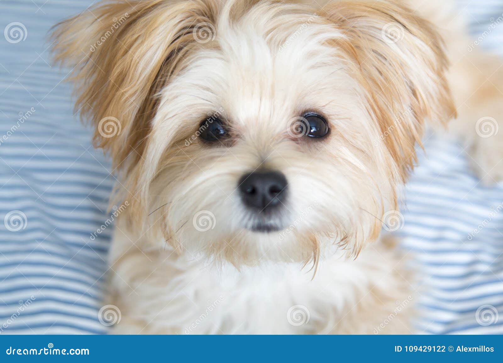 sweet morkie puppy looking directly at the camera.