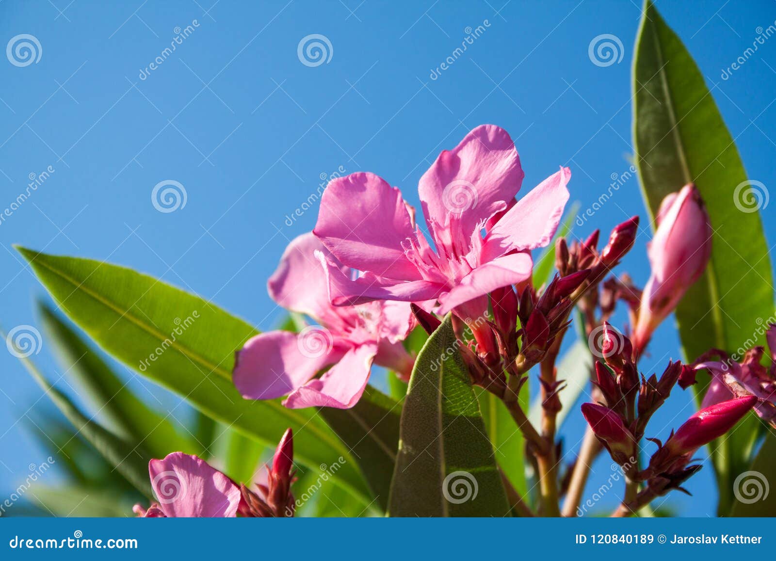 Sweet Oleander Stock Image Image Of Background Garden 120840189
