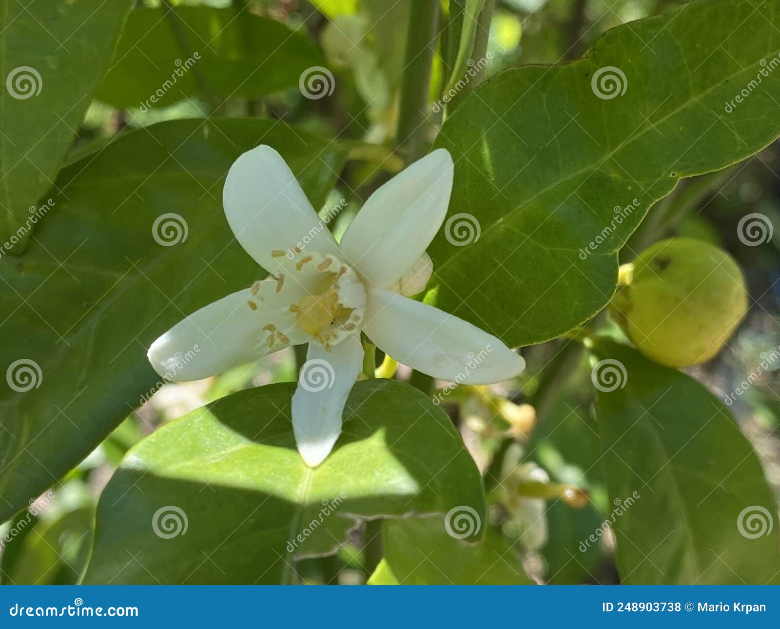 sweet oranges / citrus sinensis - citrus x sinensis / orange, apfelsine, l`oranger, l`orange douce, naranjero or naranjo dulce