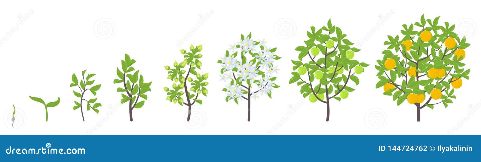 Sweet Oranges Tree  Growth Stages Vector Illustration 