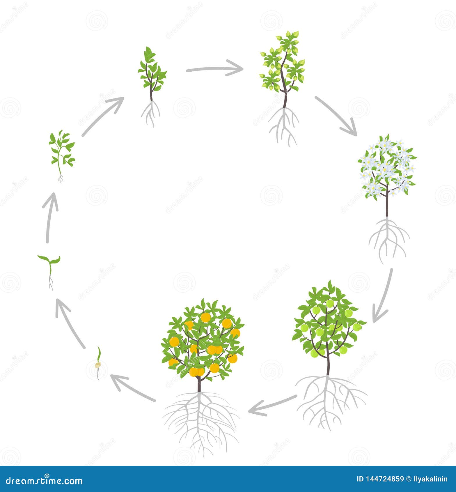 Sweet Oranges Tree  Growth Stages Vector Illustration 