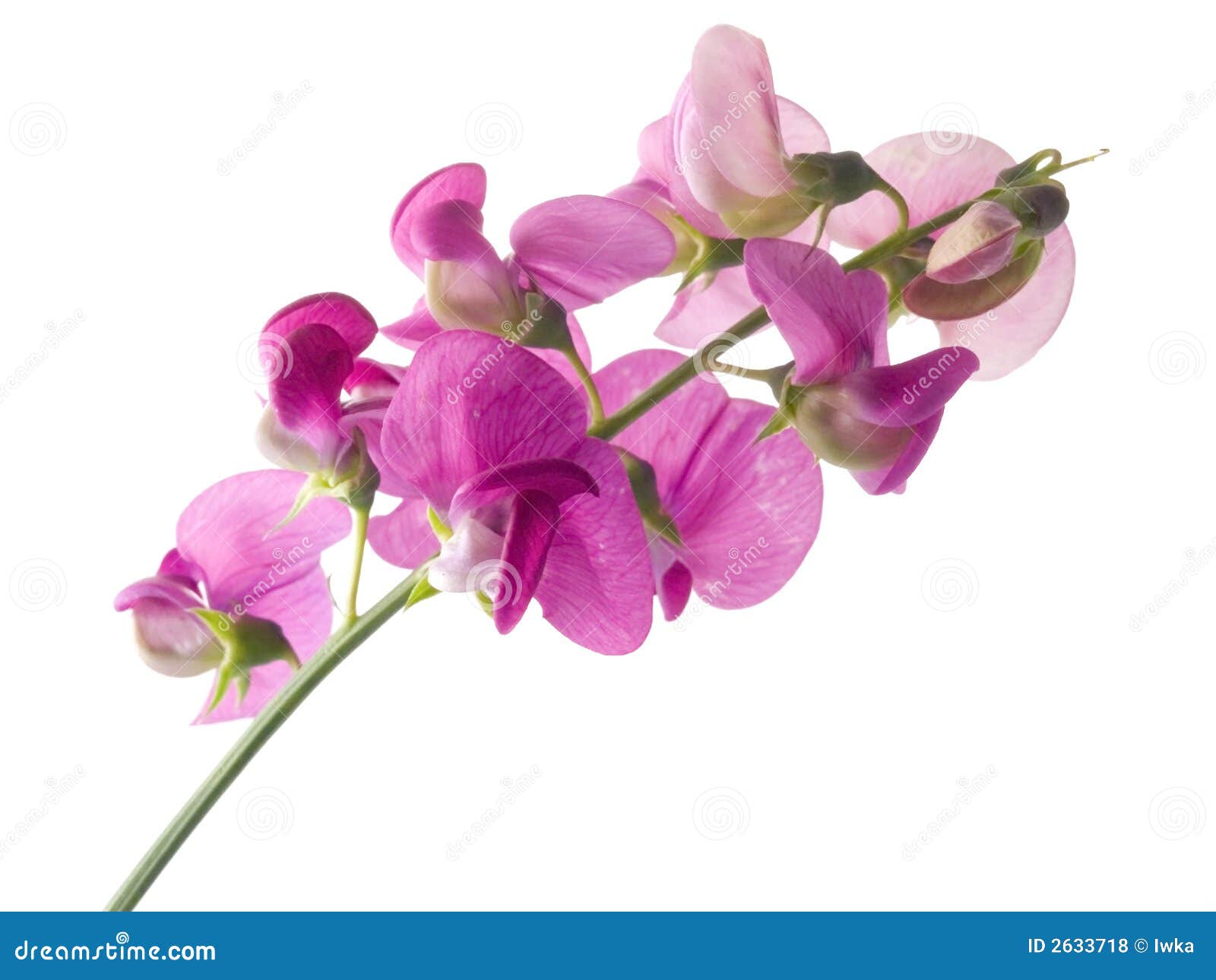 Sweet Pea Flowers Stock Photo By ©Tamara_k 6051245, 59% OFF