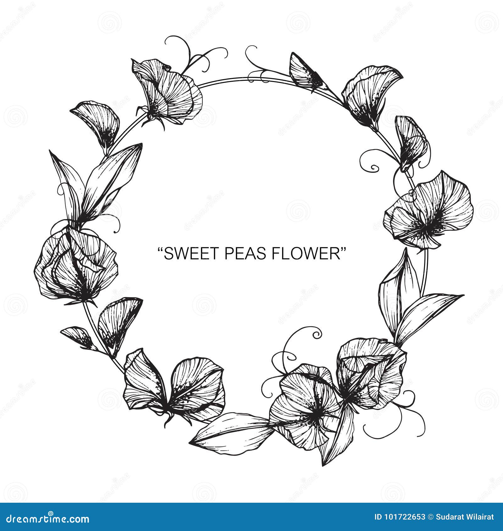 Sweet peas flower and leaf hand drawn botanical  Stock Illustration  77878308  PIXTA