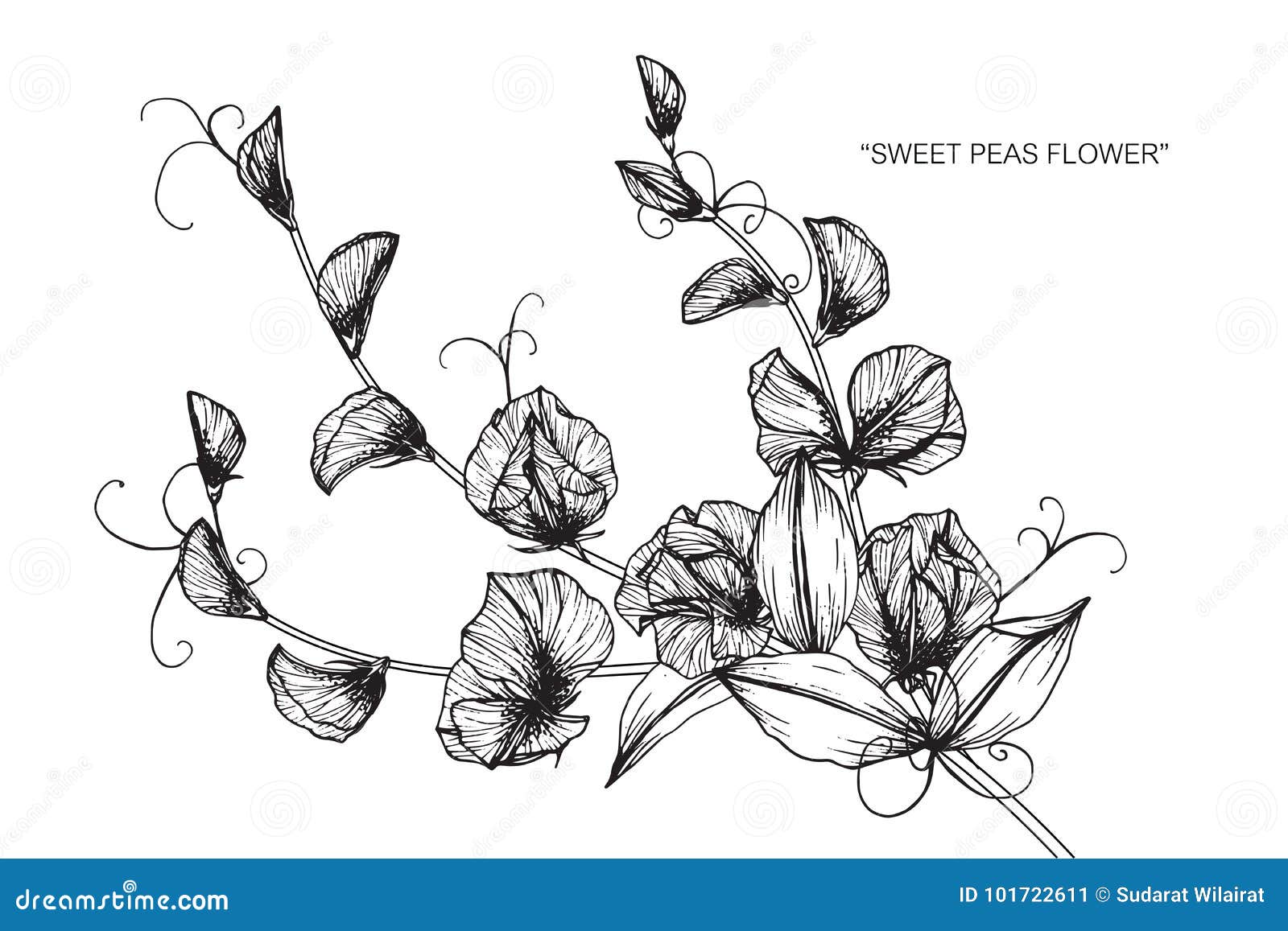 Pea plant drawing hires stock photography and images  Alamy