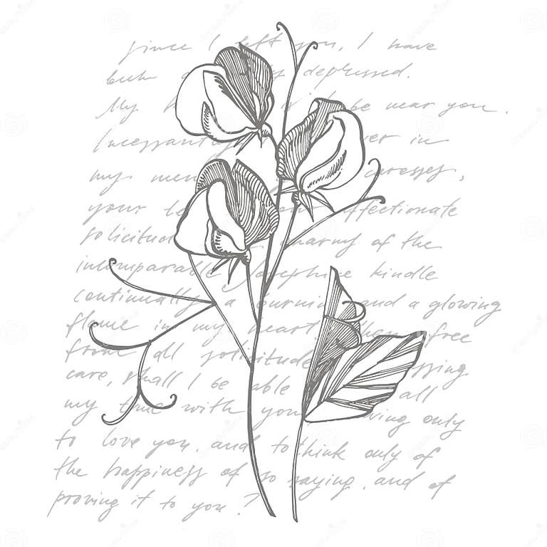 Sweet Pea Flowers Drawing and Sketch with Lineart on White Backgrounds