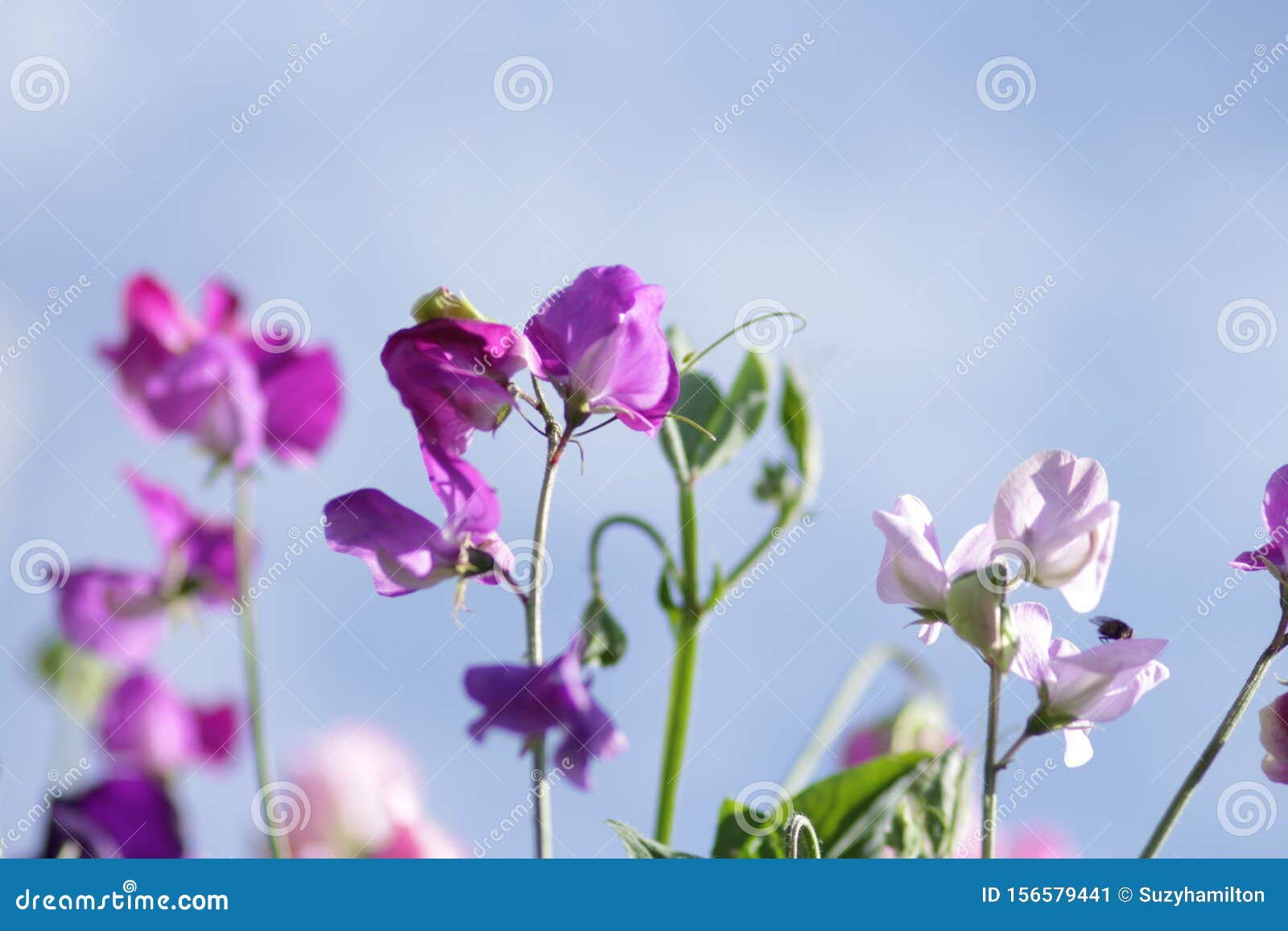 Sweet Pea Flowers Pastel Colours With Blue Sky Background Stock Image Image Of White Flower 156579441