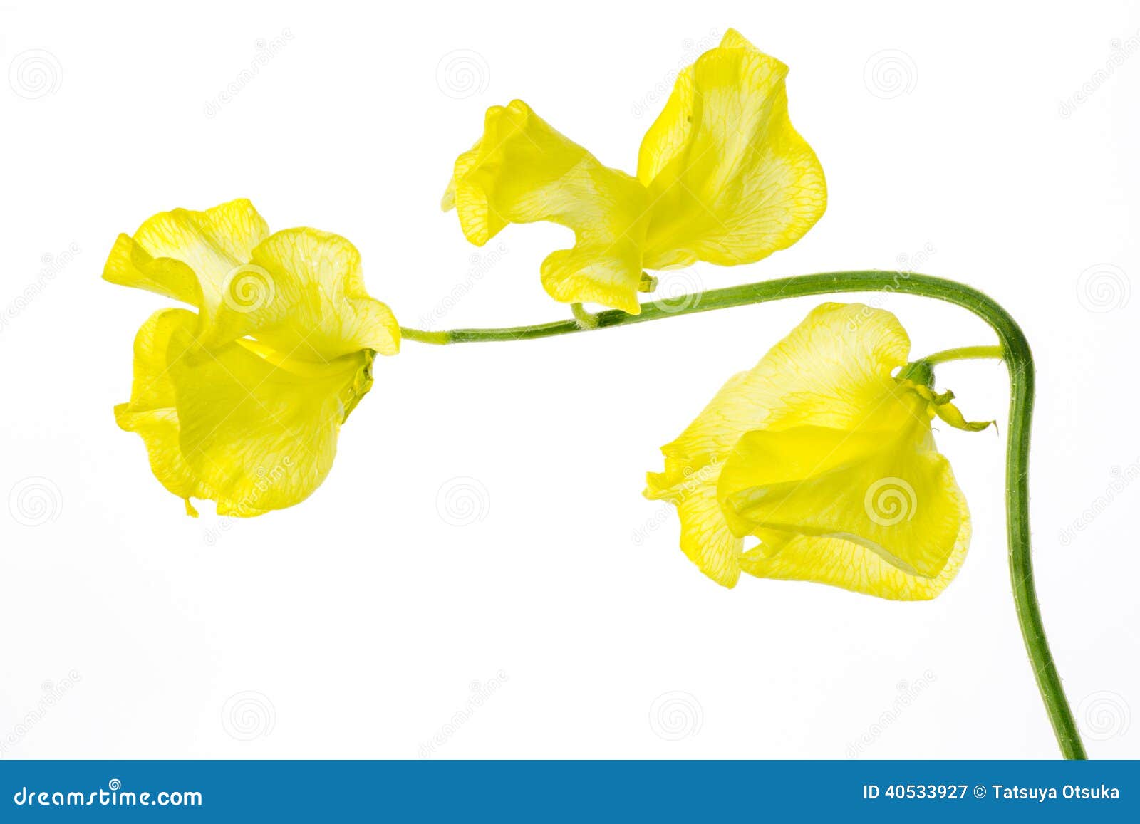 Sweet pea stock image. Image of pictured, yellow, indoor 40533927