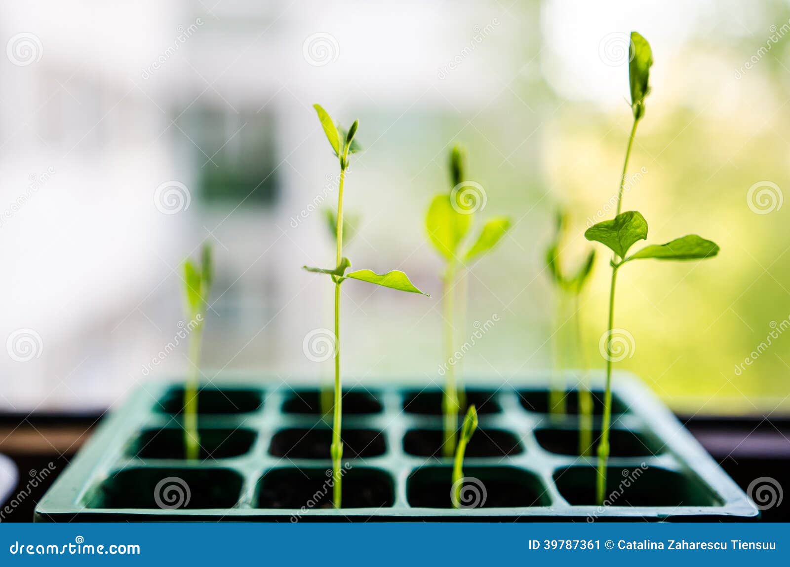sweet pea sprouts