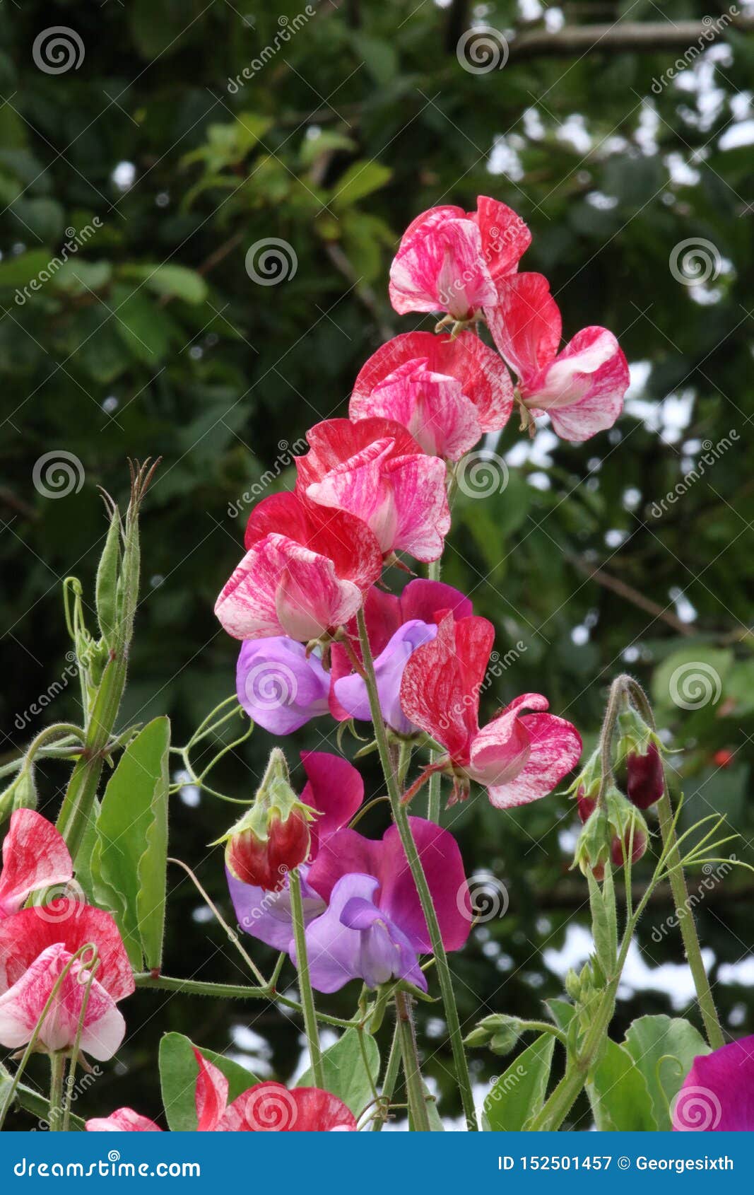 Sweet Peas, Lathyrus Odoratus, Flowering Stock Image Image of