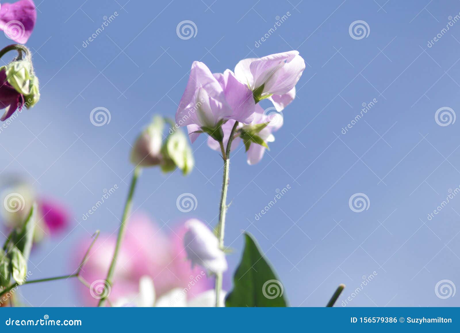 Sweet Pea Flowers Pastel Colours With Blue Sky Background Stock Photo Image Of White Pastel 156579386