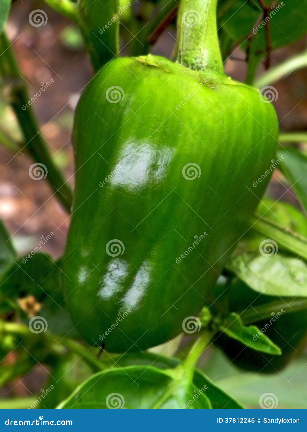 Sweet Pepper stock photo. Image of fruit, chillies, capsicum 37812246