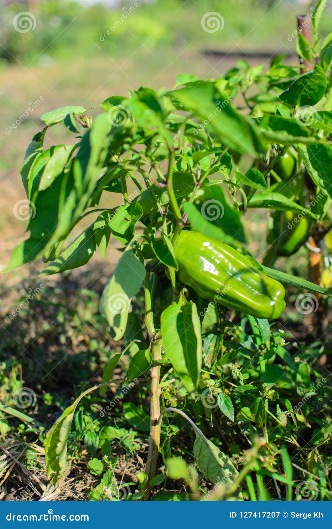 Sweet pepper bush stock image. Image of farm, natural 127417207