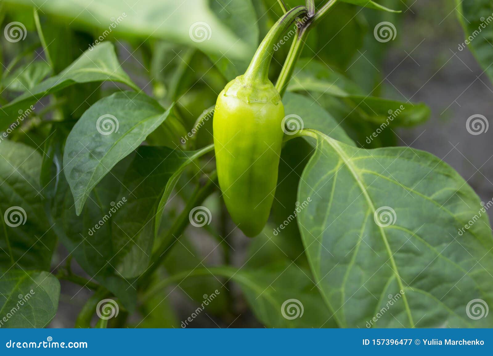 Sweet pepper on the bush. stock image. Image of healthy 157396477