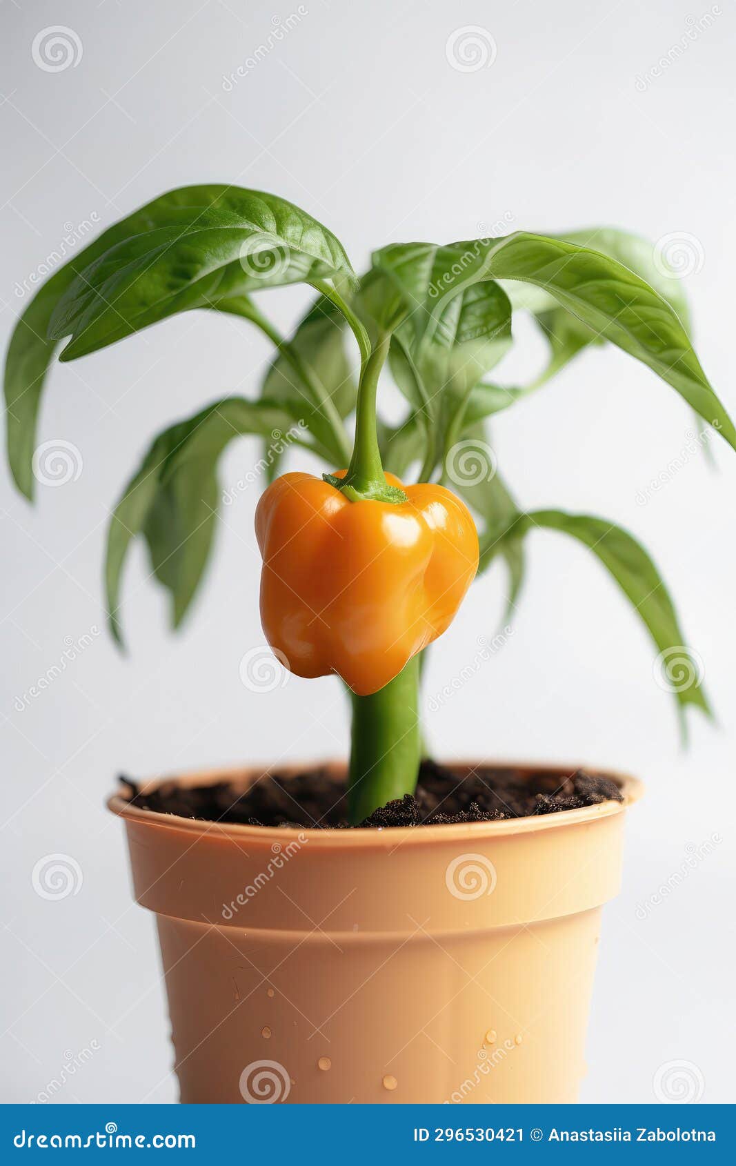 Sweet Pepper Growing in White Pot on White Background. Generative AI