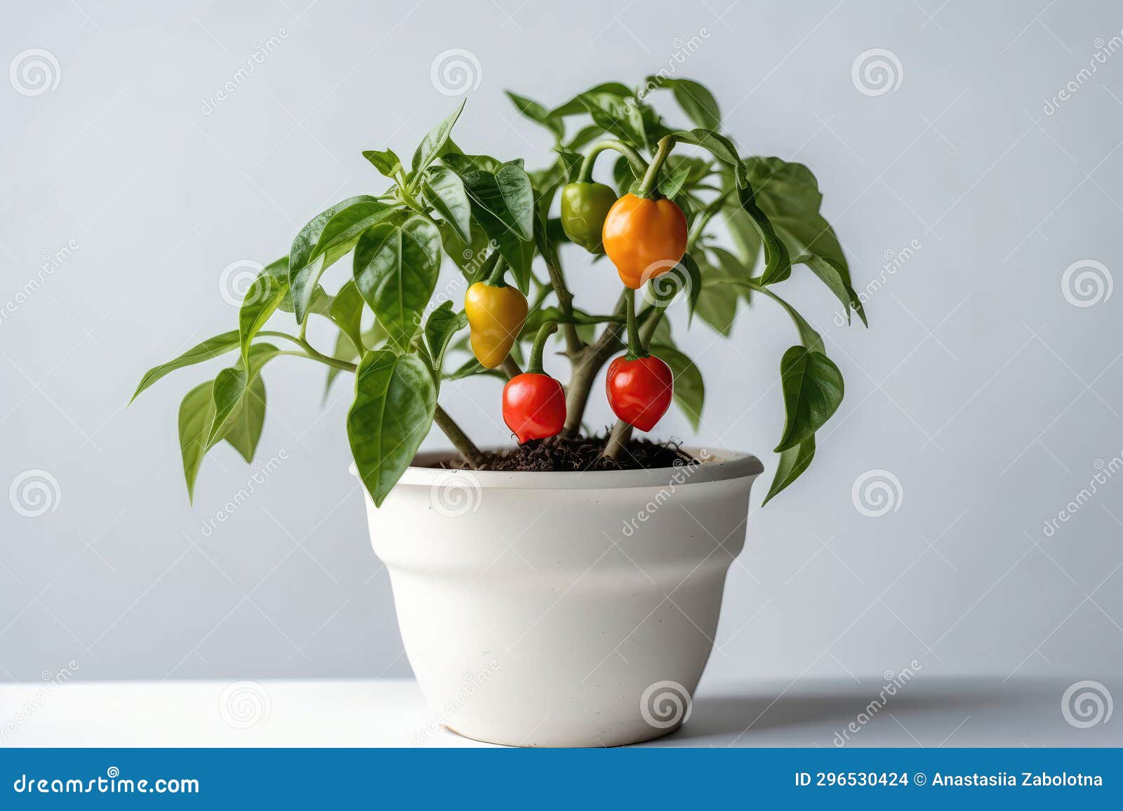 Sweet Pepper Growing in White Pot on White Background. Generative AI