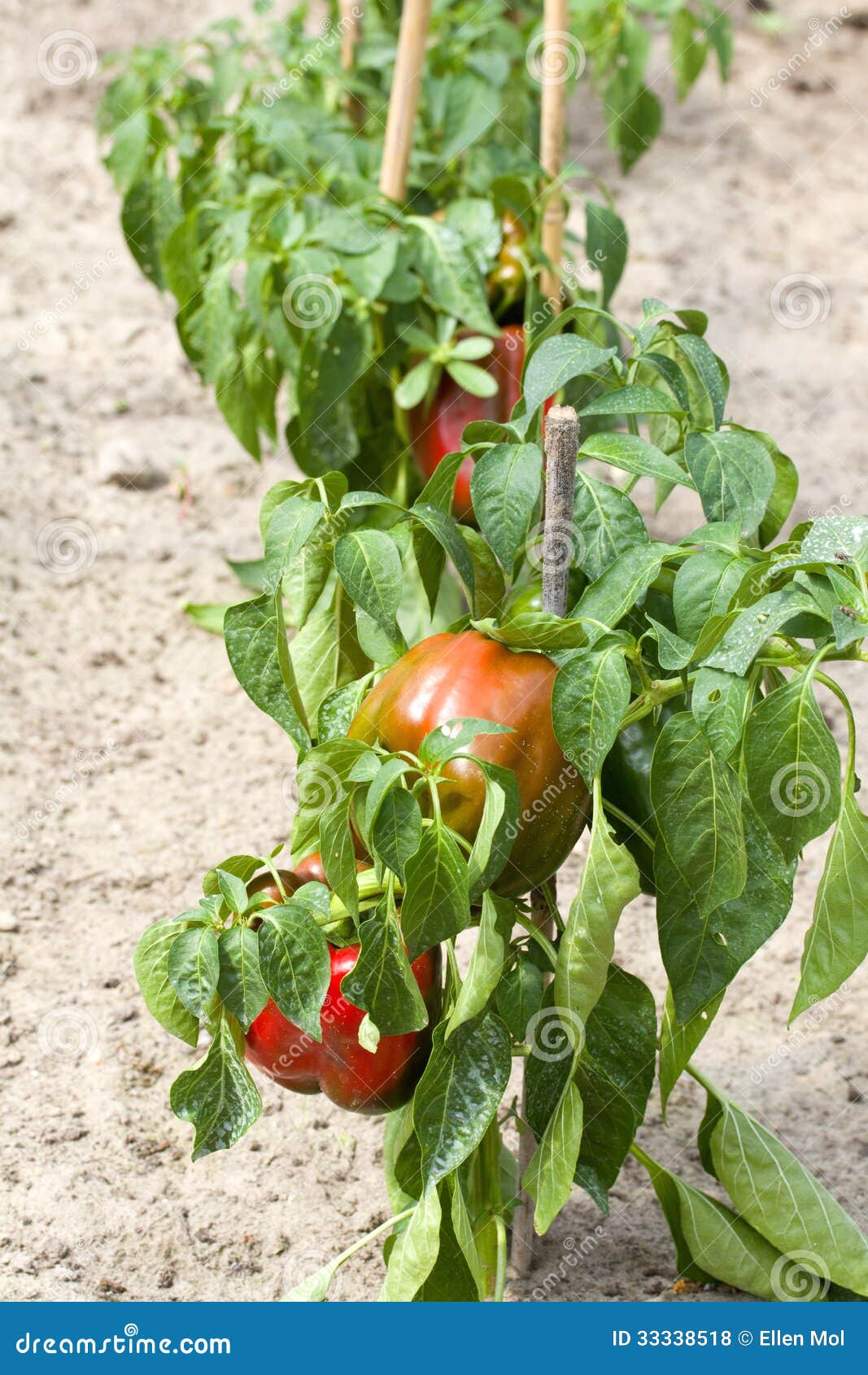 Sweet pepper plants stock photo. Image of growing, vegetable 33338518