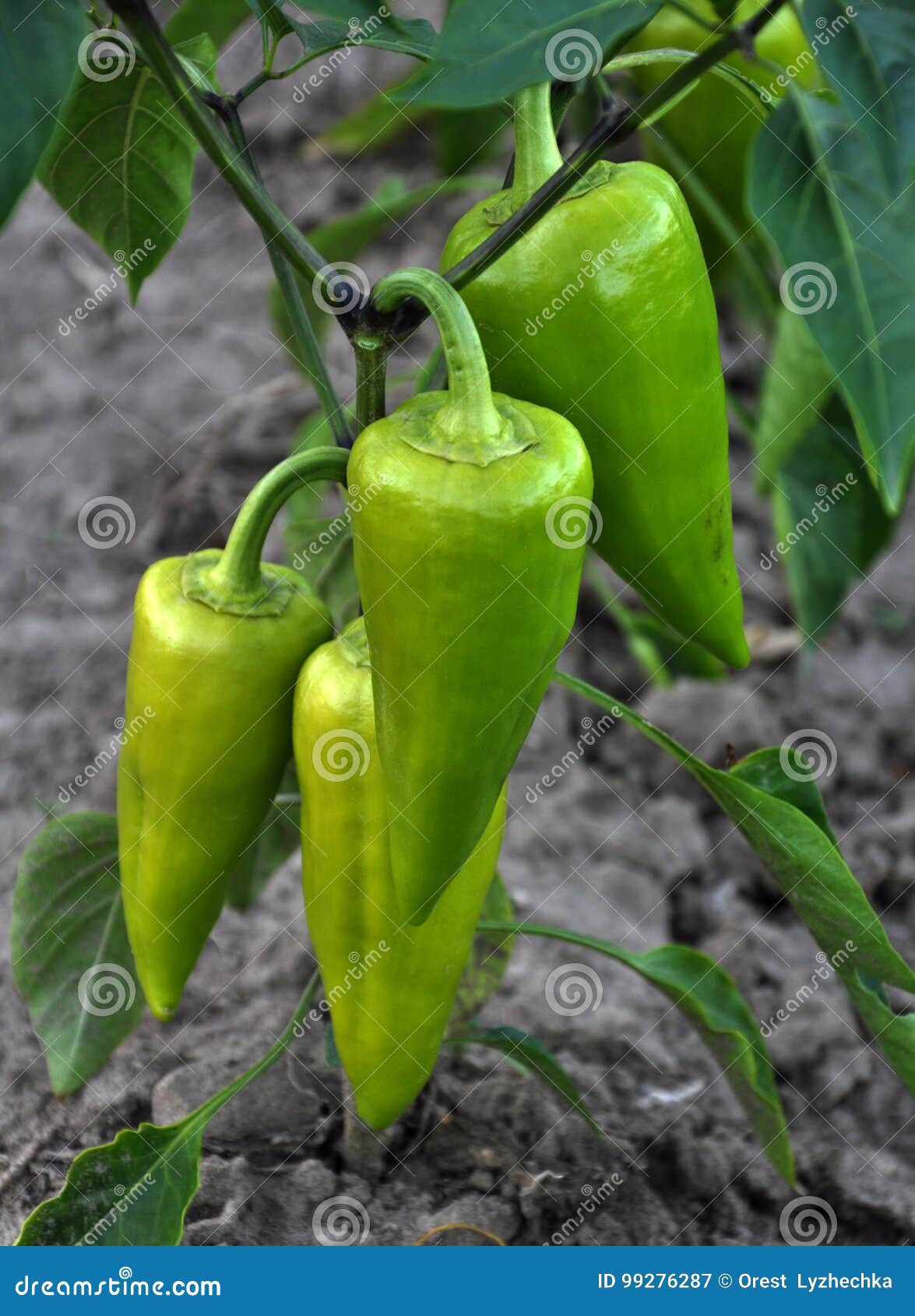Sweet pepper vegetable stock image. Image of sweet, agriculture 99276287