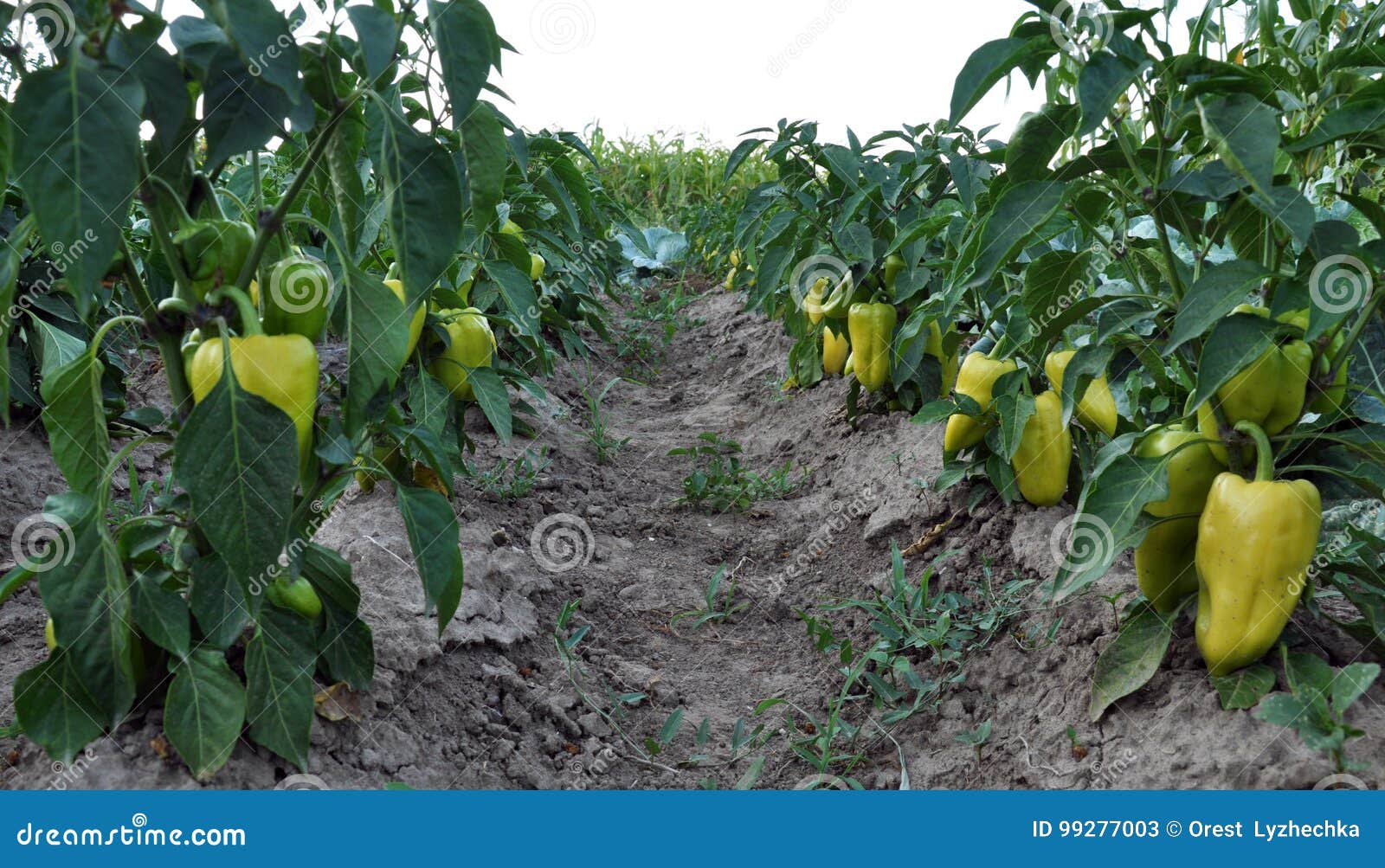 Sweet pepper vegetable_11 stock image. Image of soil 99277003