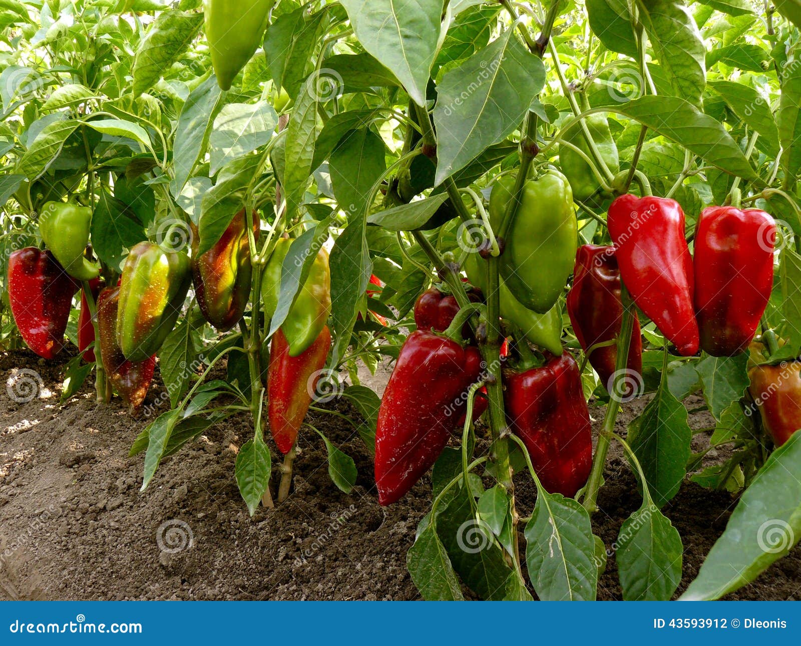 Sweet peppers bed stock photo. Image of food, diet, grown 43593912