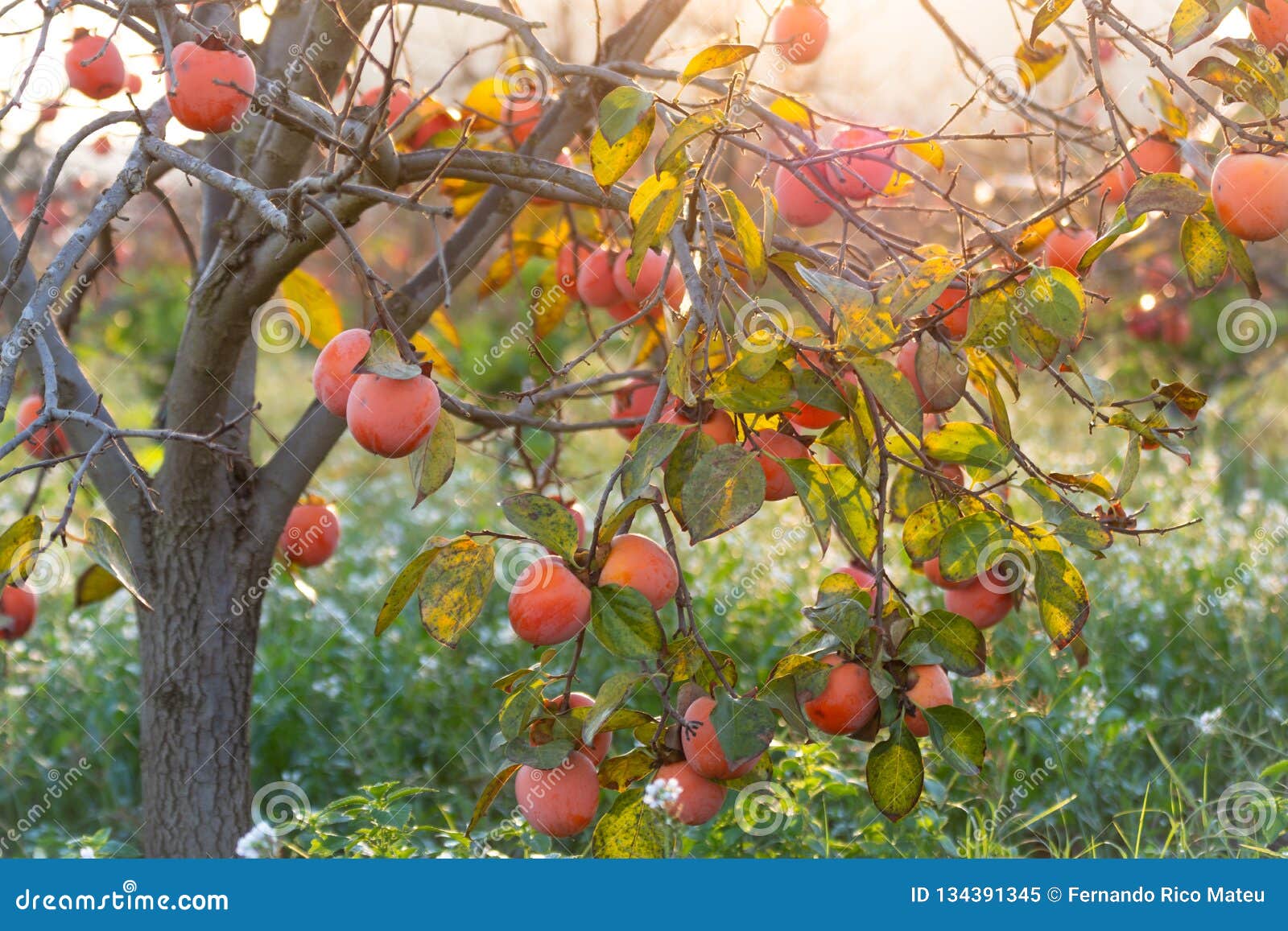 sweet persimmons on trees in autumn in spain at sunrise