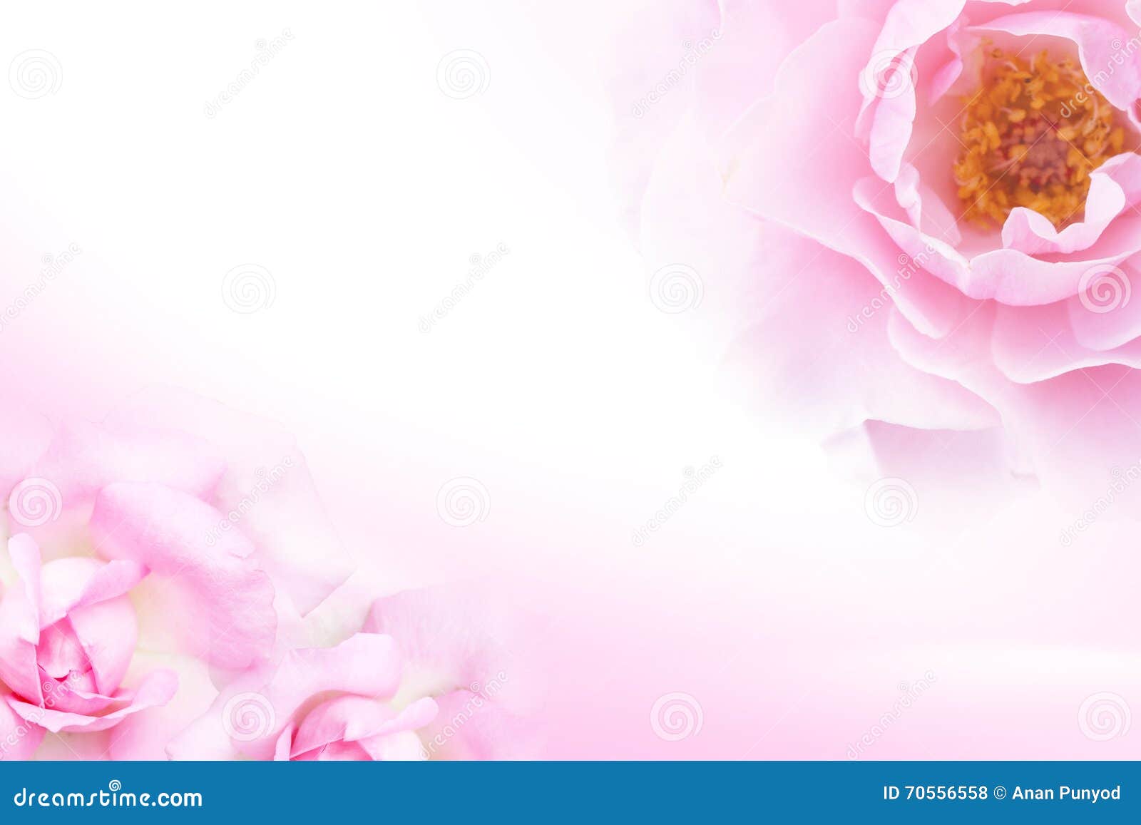 Sweet Pink Rose (soft Light Style) for Background Stock Photo Image