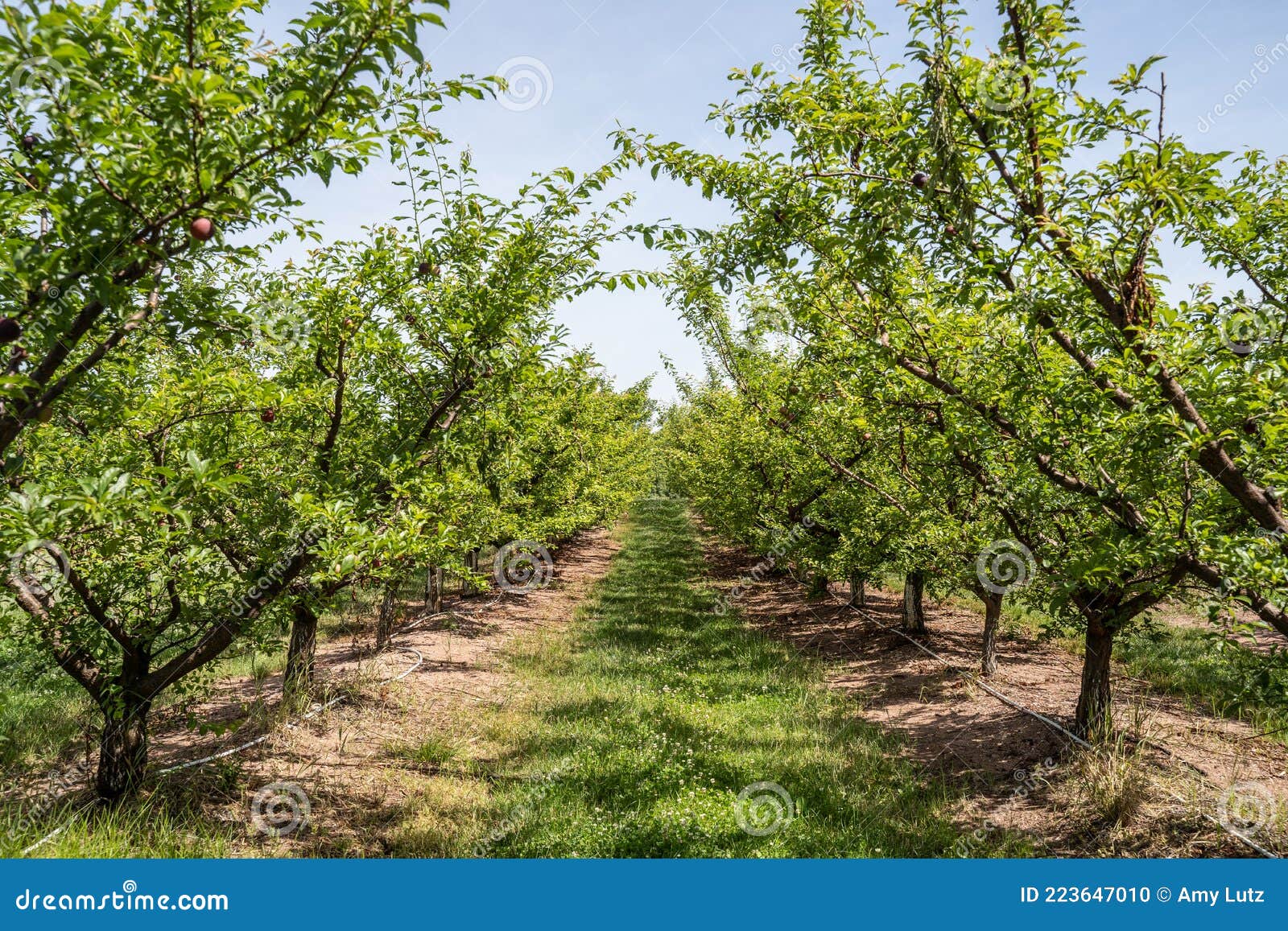 Sweet Plum Trees at Local Orchard Stock Photo Image of pickyourown