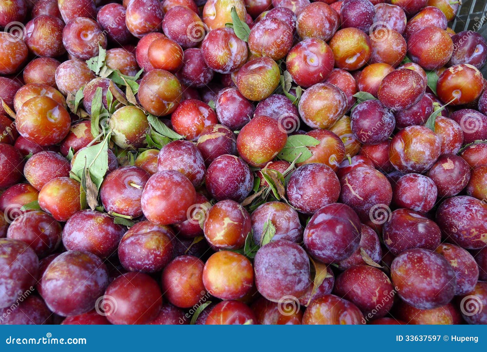 Sweet plums stock image. Image of drops, garden, color - 33637597