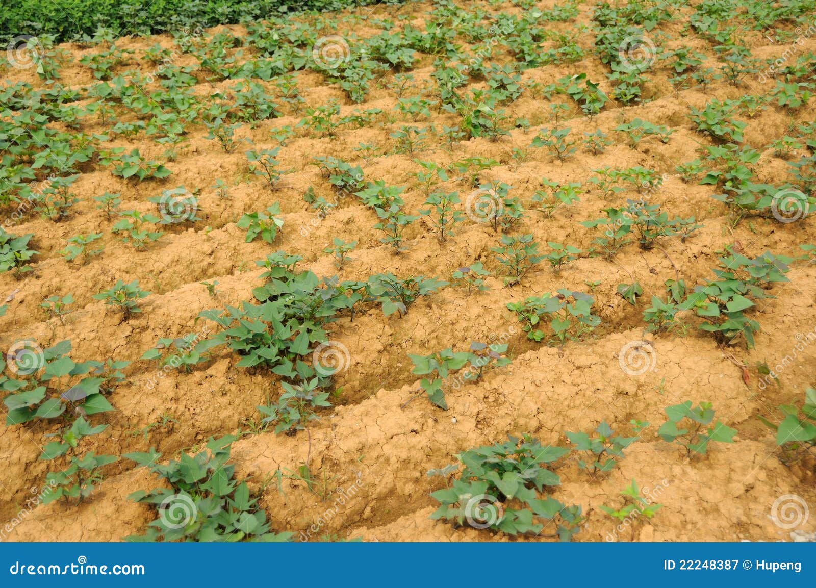 Sweet potato field stock image. Image of food, greenery 22248387