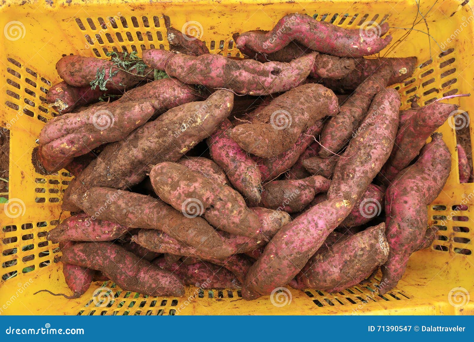Sweet potato on field stock image. Image of group, vegetable 71390547