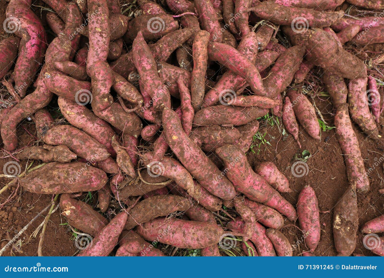 Sweet Potato Field Stock Photos Download 1,089 Royalty Free Photos