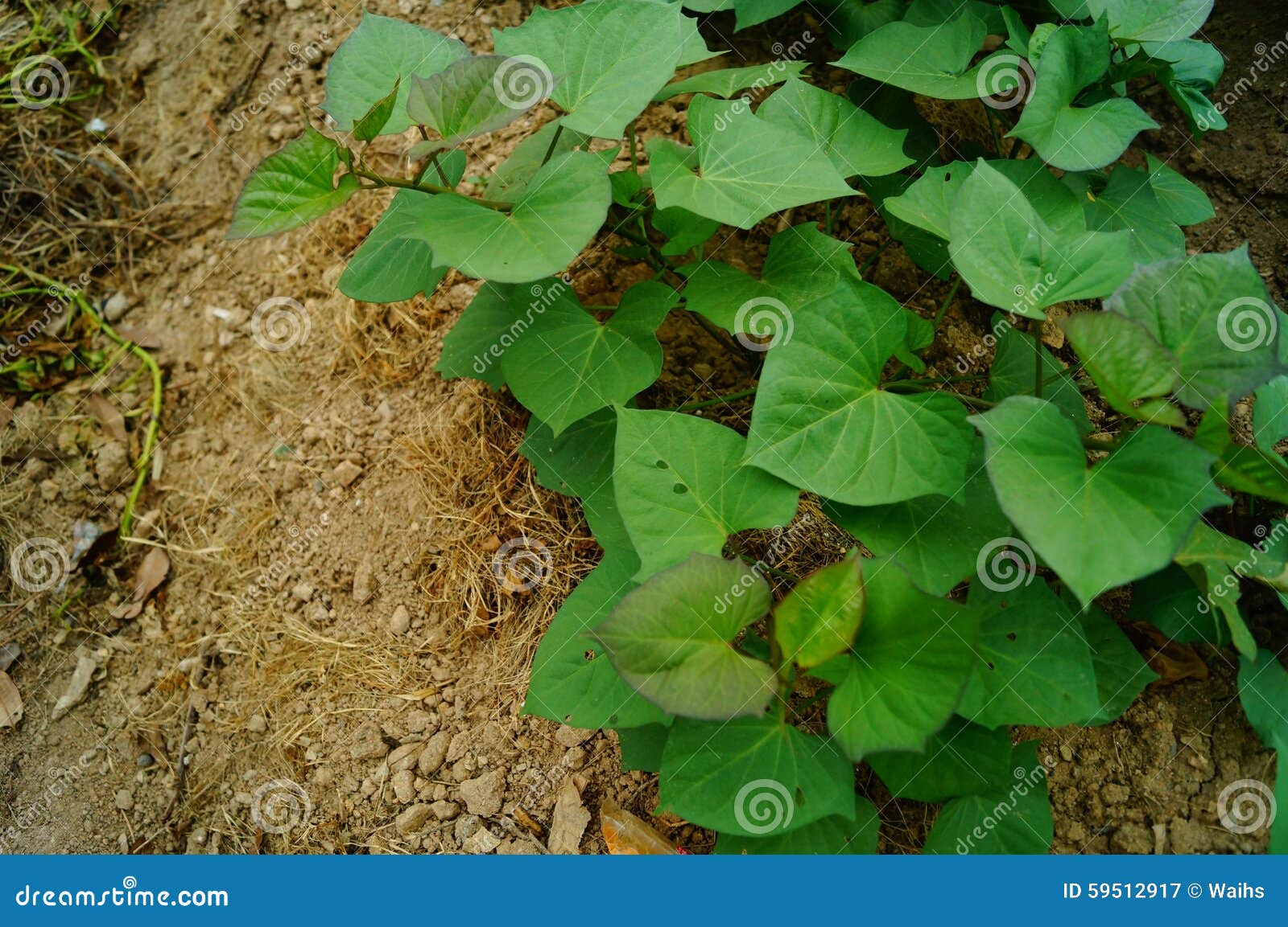 Sweet potato fields stock image. Image of agricultural 59512917