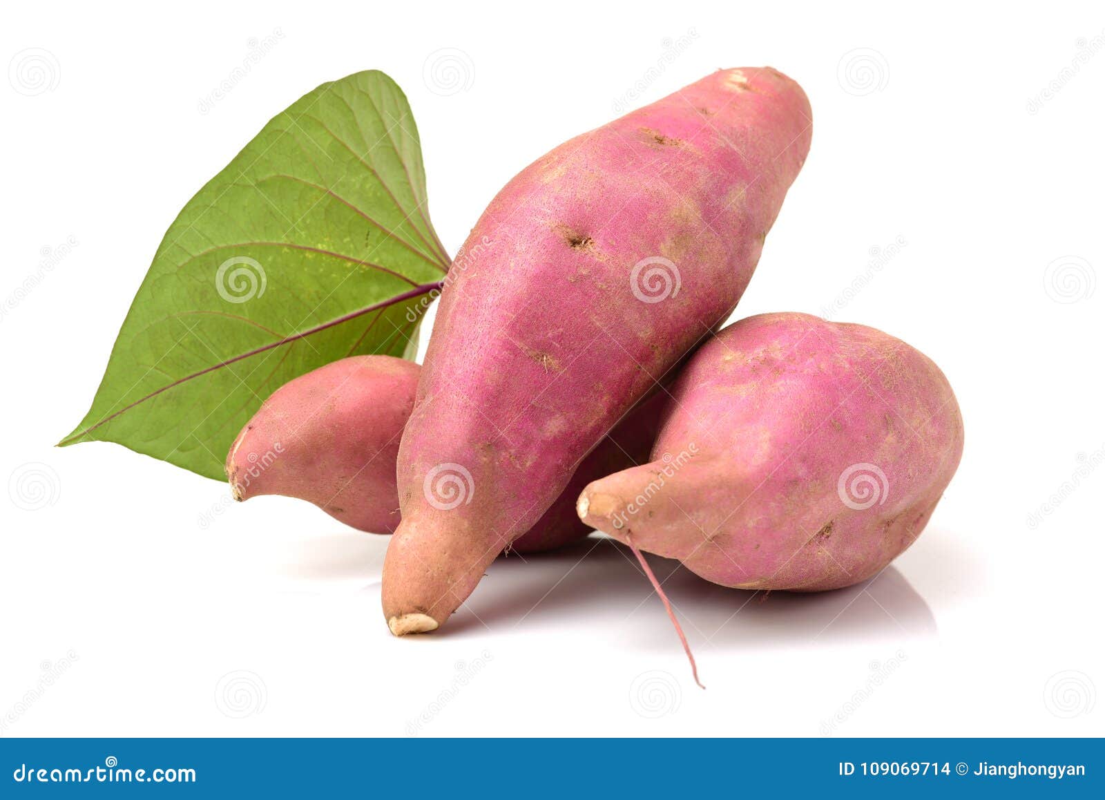 the sweet potato ipomoea batatas or batat