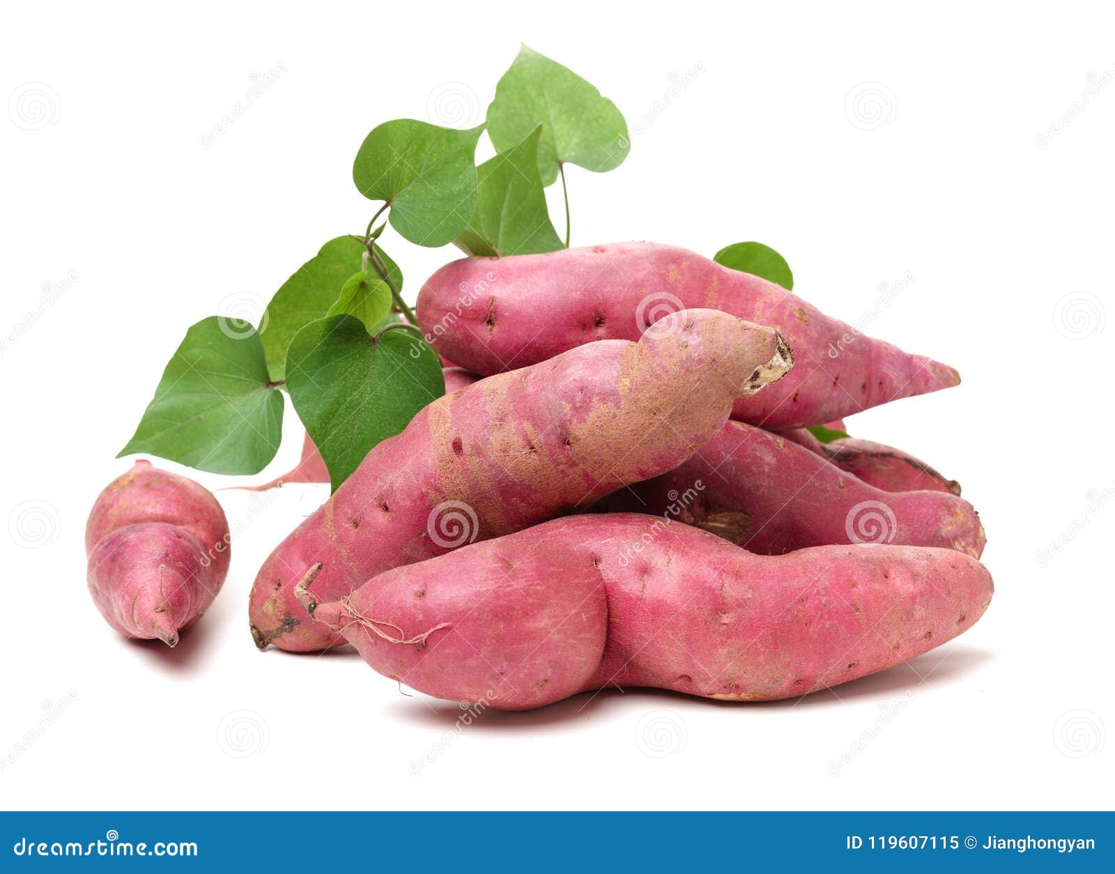 the sweet potato ipomoea batatas or batat