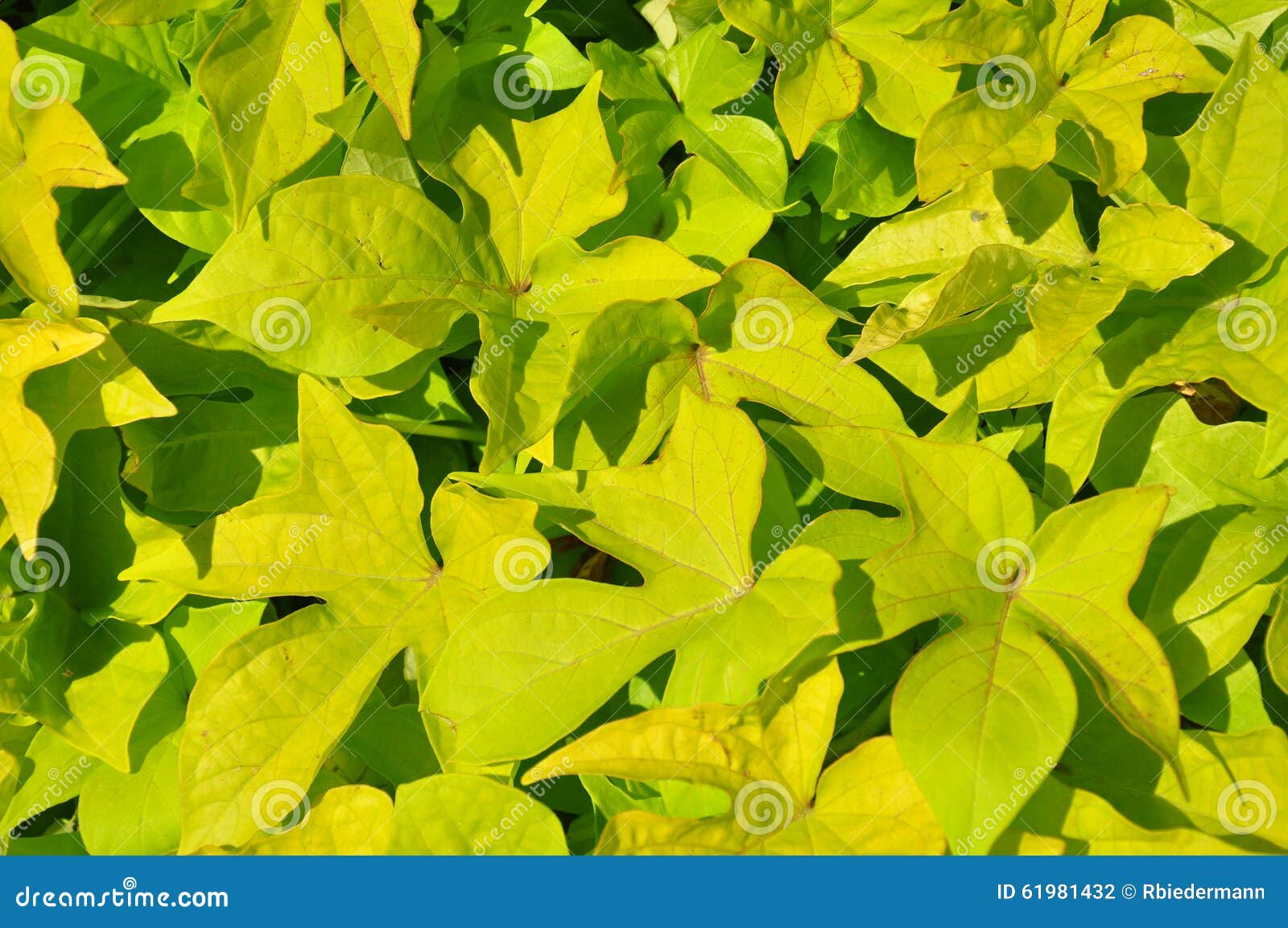 sweet potato (ipomoea batatas)