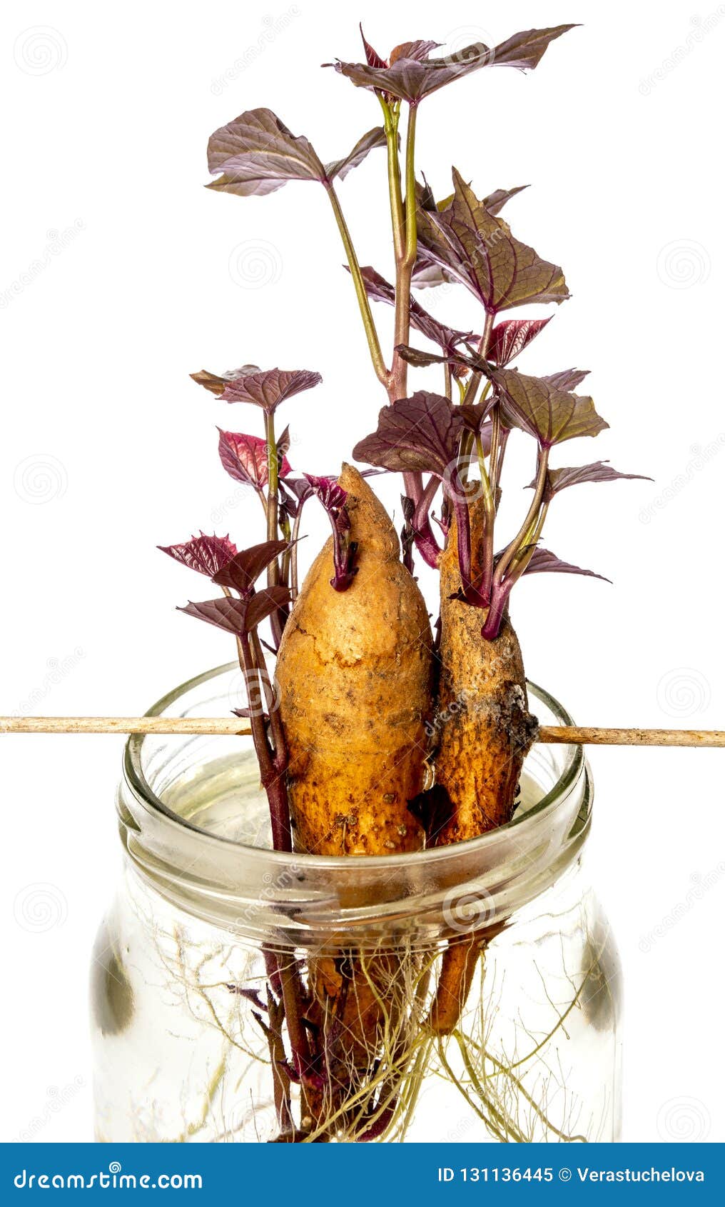 sweet potato - ipomoea batatas