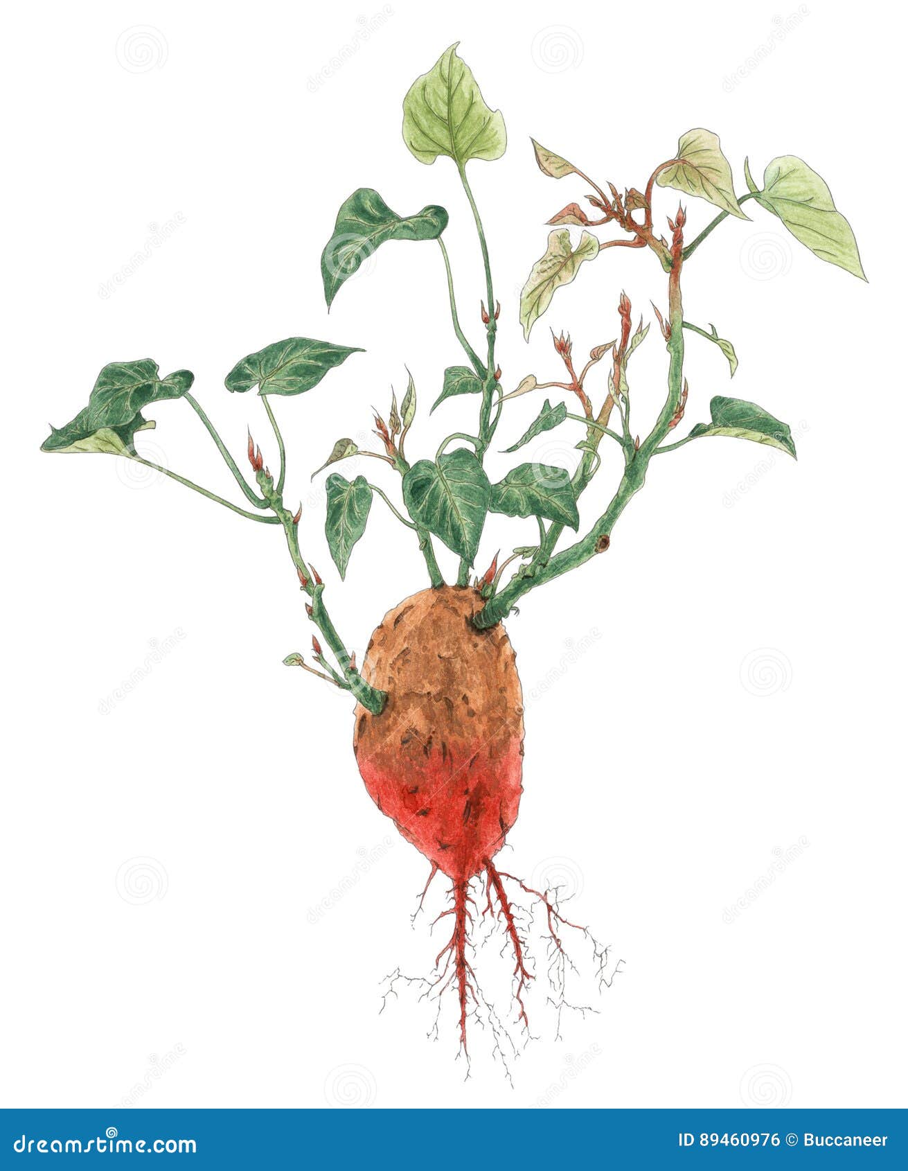 sweet potato ipomoea batatas plant botanical drawing