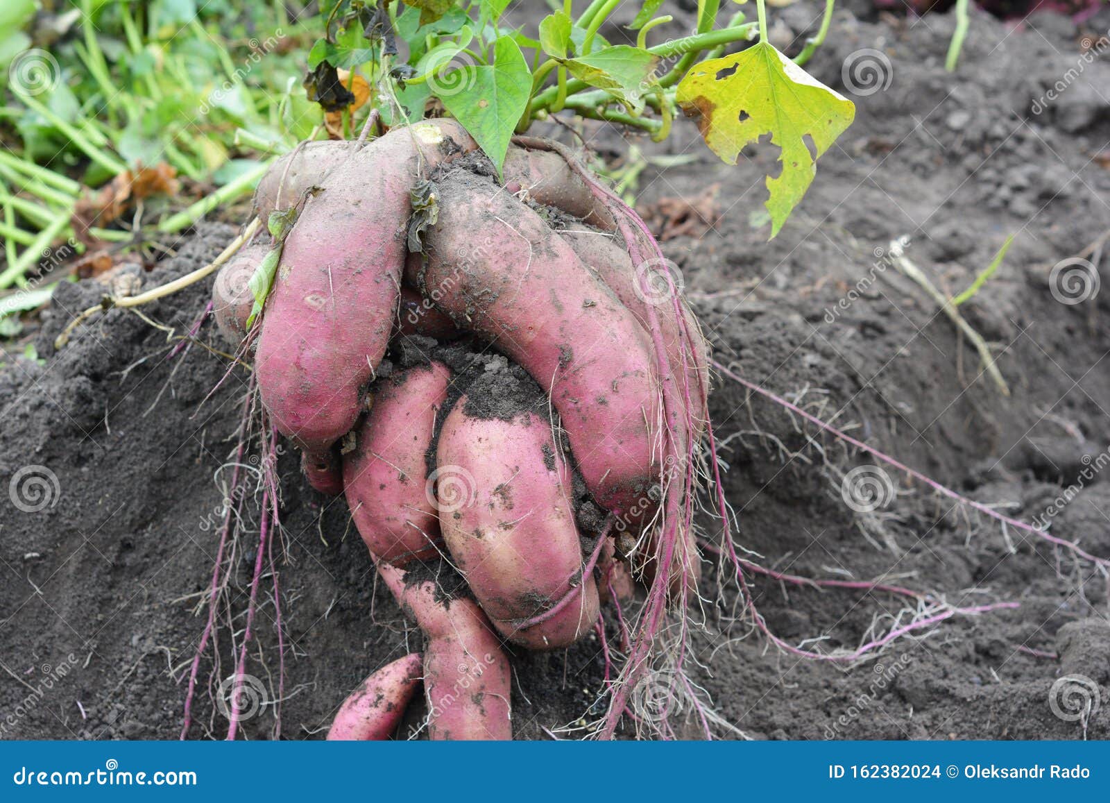 the sweet potato, kumara, yam ipomoea batatas harvest. sweet potato ornamental