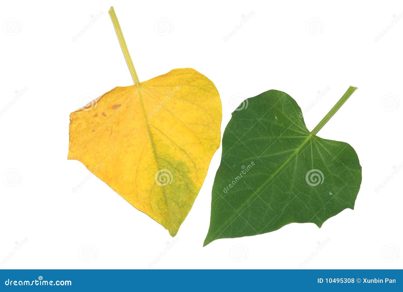 Sweet potato leaves stock photo. Image of grow, crop 10495308