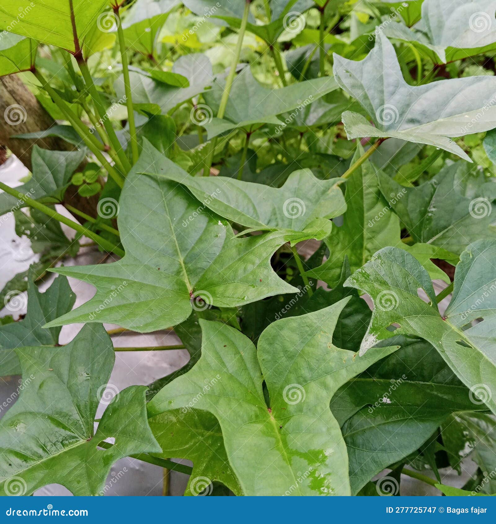 Sweet Potato Leaves are Antioxidants Stock Image Image of potato