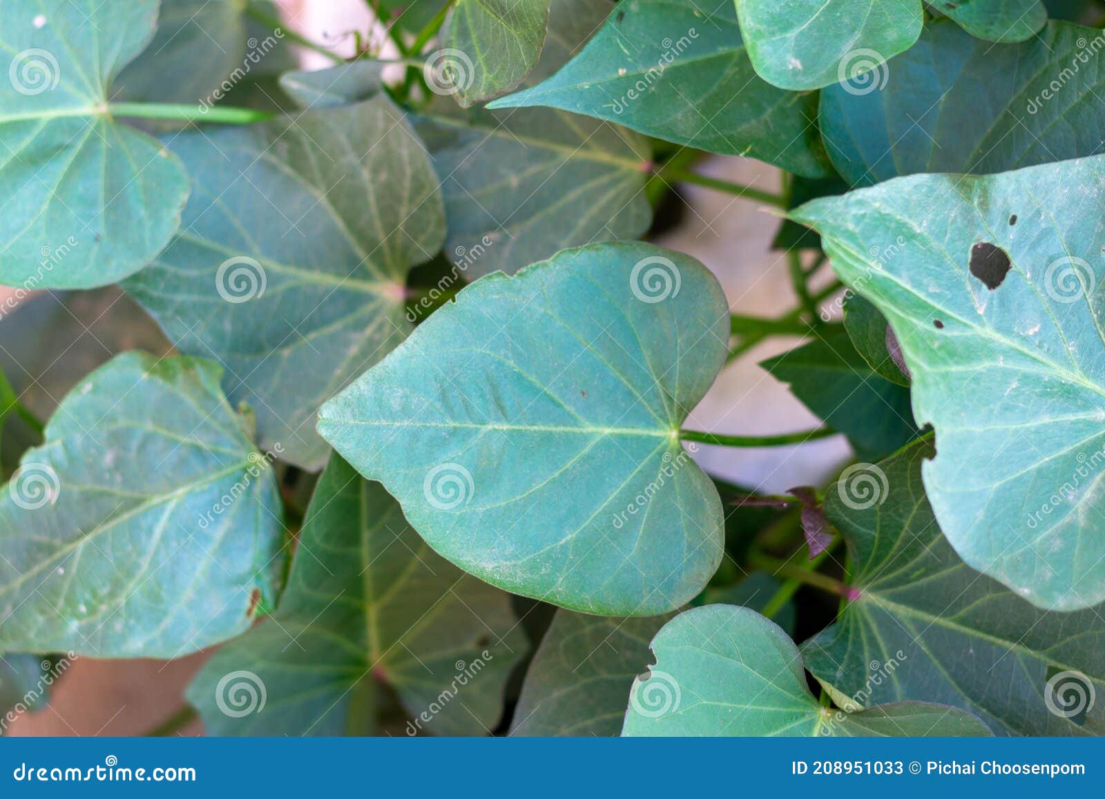 Sweet Potato Leaves in Fields are Green and Thrive Stock Image Image