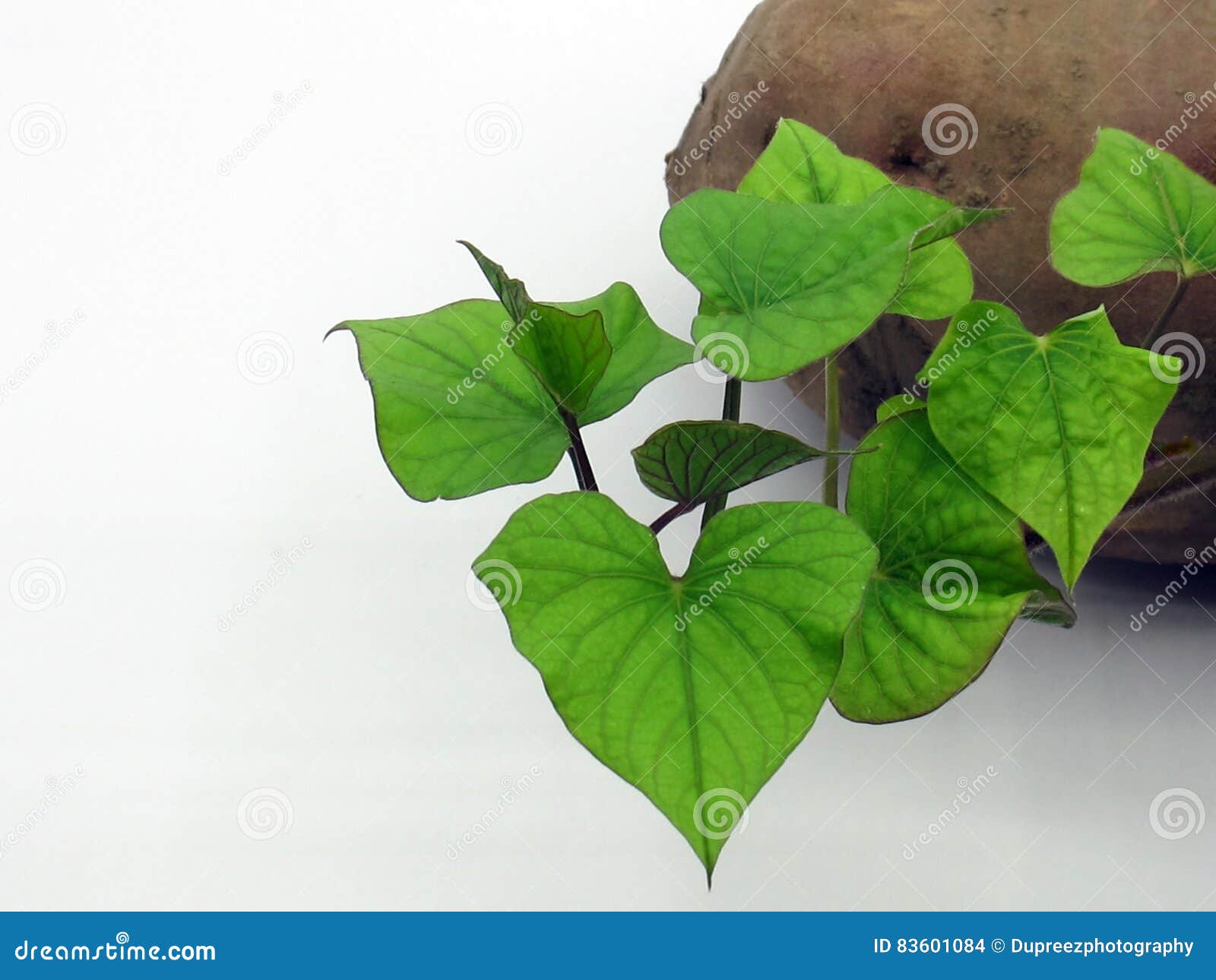 Sweet potato leaves stock photo. Image of produce, root 83601084