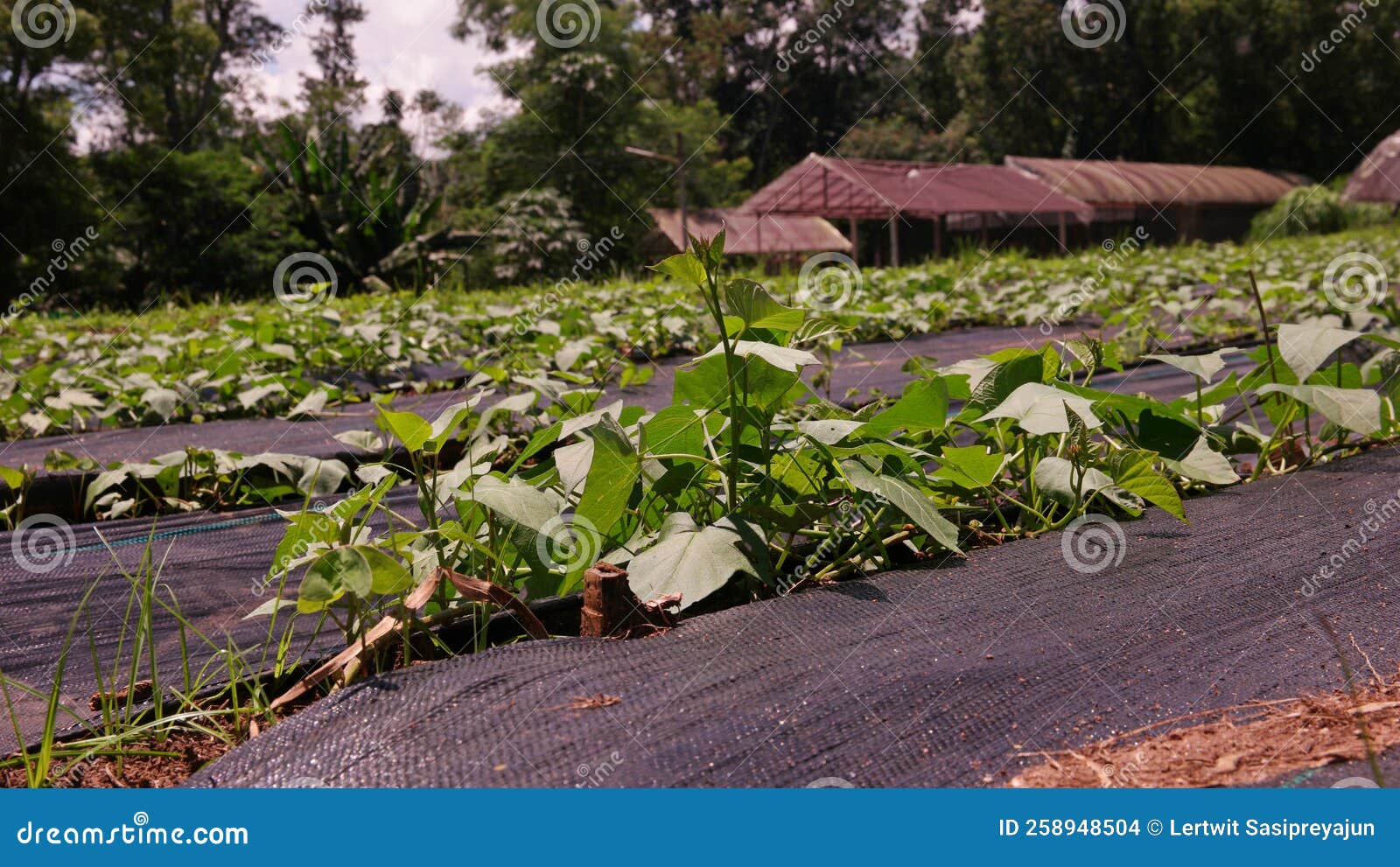 Sweet Potato on Production Field Stock Photo Image of grow, growth