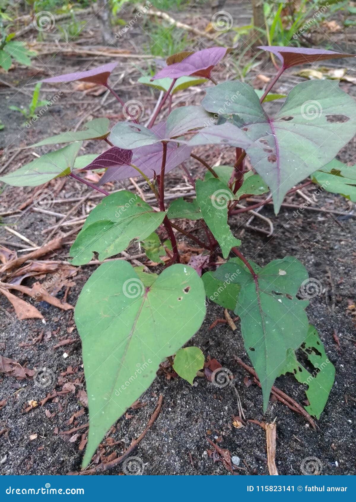 Sweet potato stock image. Image of tree, sweet, nature 115823141