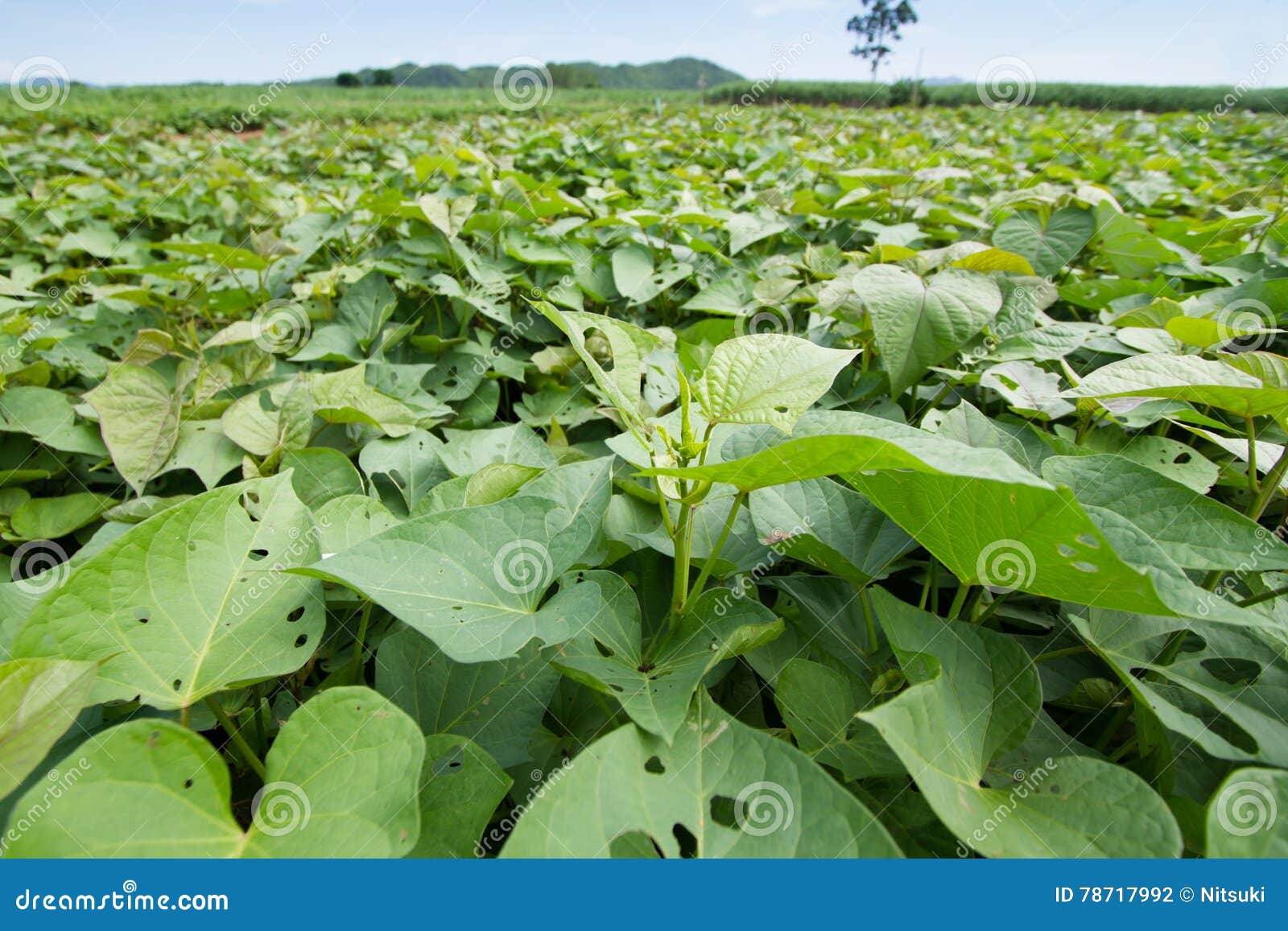 Sweet potato tree stock photo. Image of organic, harvest 78717992