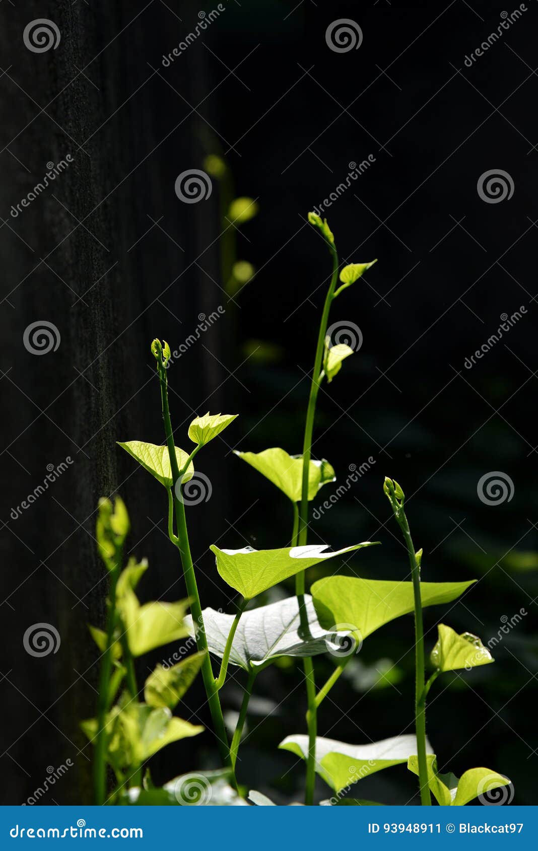 Sweet potato tree stock image. Image of field, summer 93948911