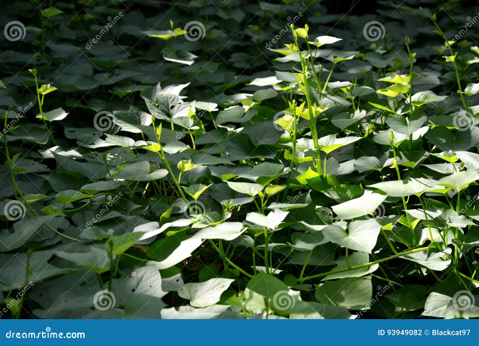 Sweet potato tree stock photo. Image of green, land, pests 93949082