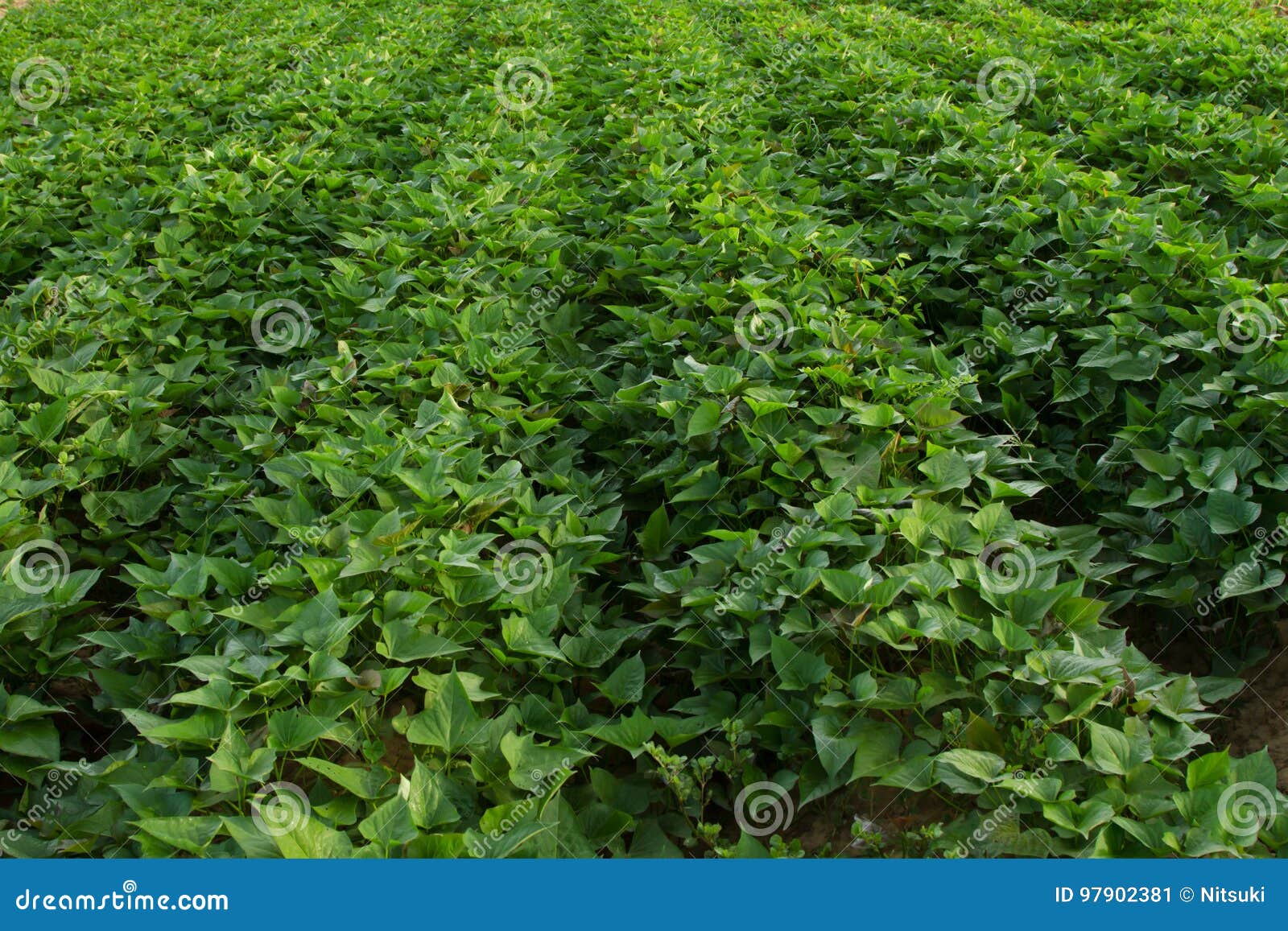 Sweet potato tree stock image. Image of rural, harvesting 97902381