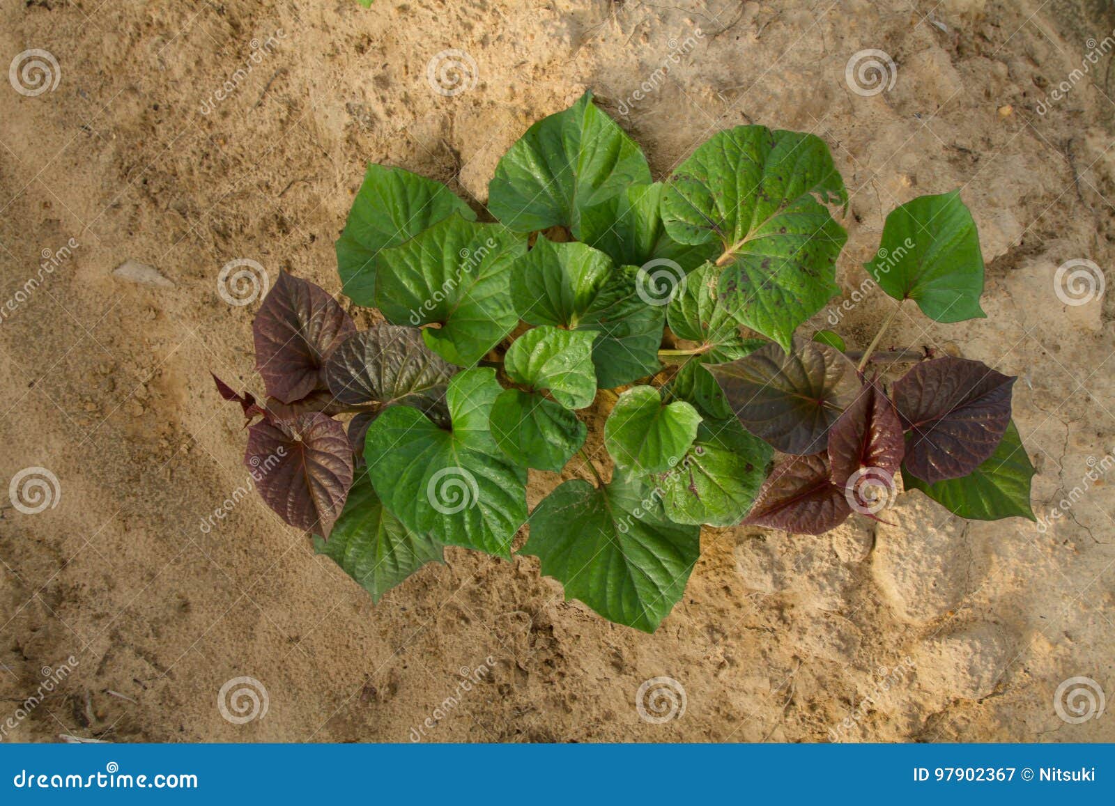 Sweet potato tree stock image. Image of fertilizer, potato 97902367