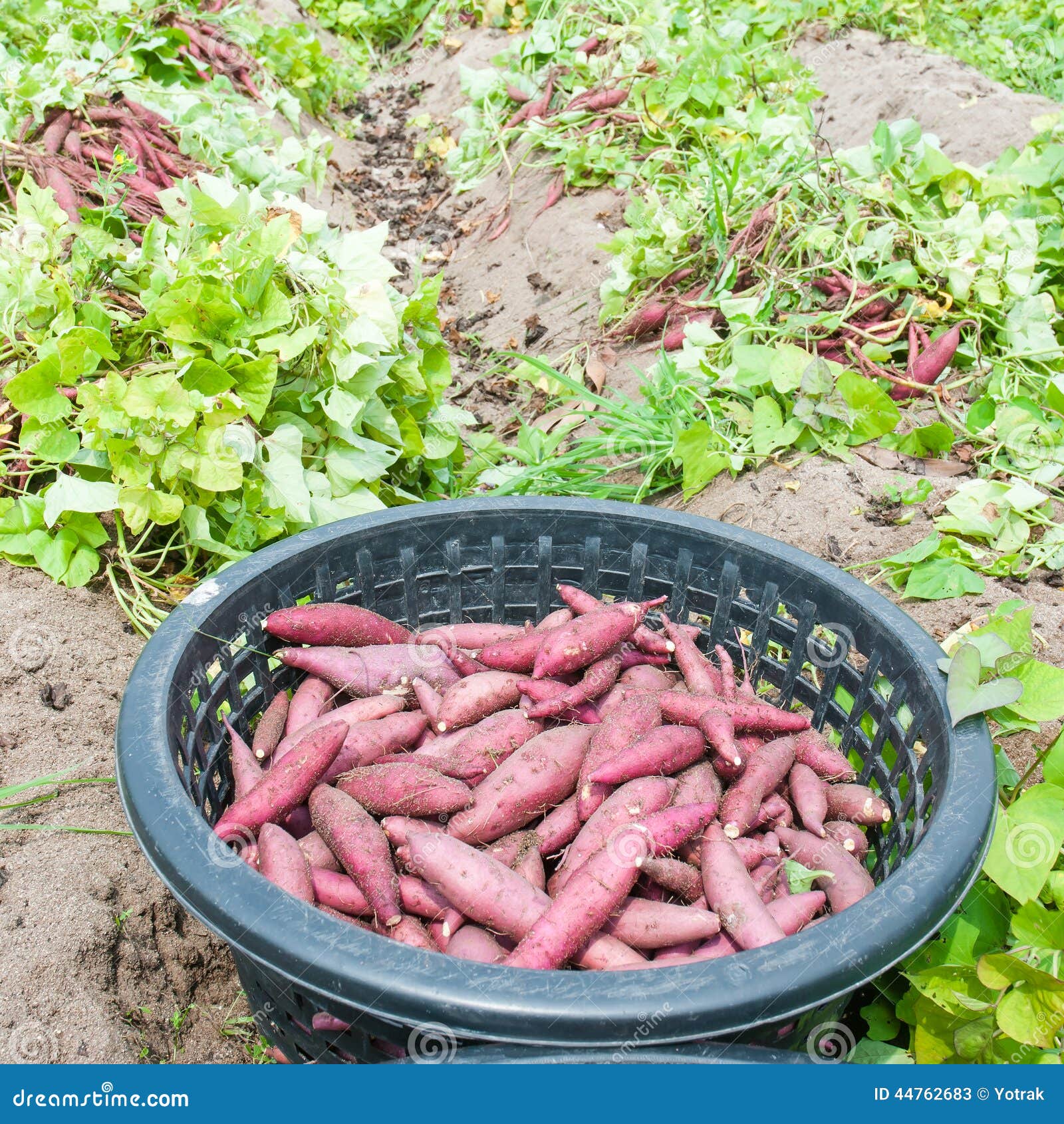 Sweet potatoes stock image. Image of sweet, nutrition 44762683