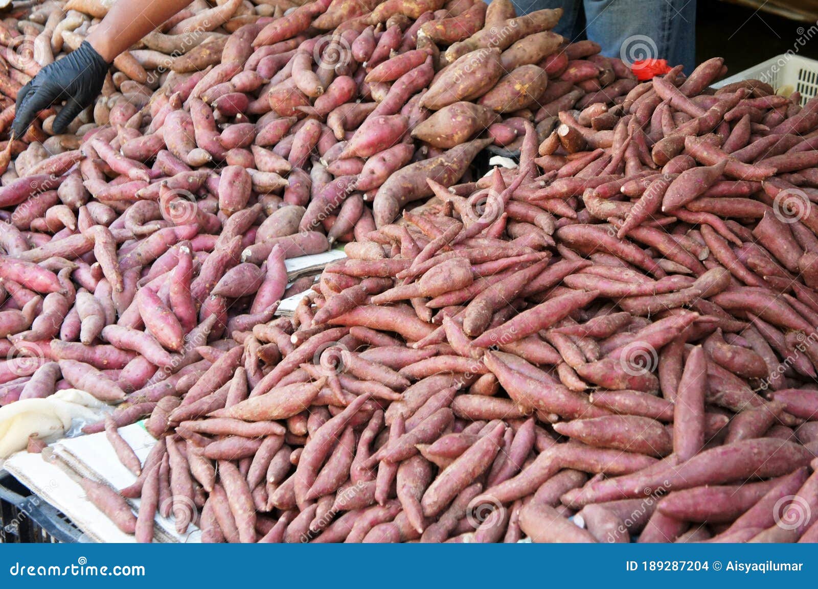 also known as ipomoea batatas as its scientific name.